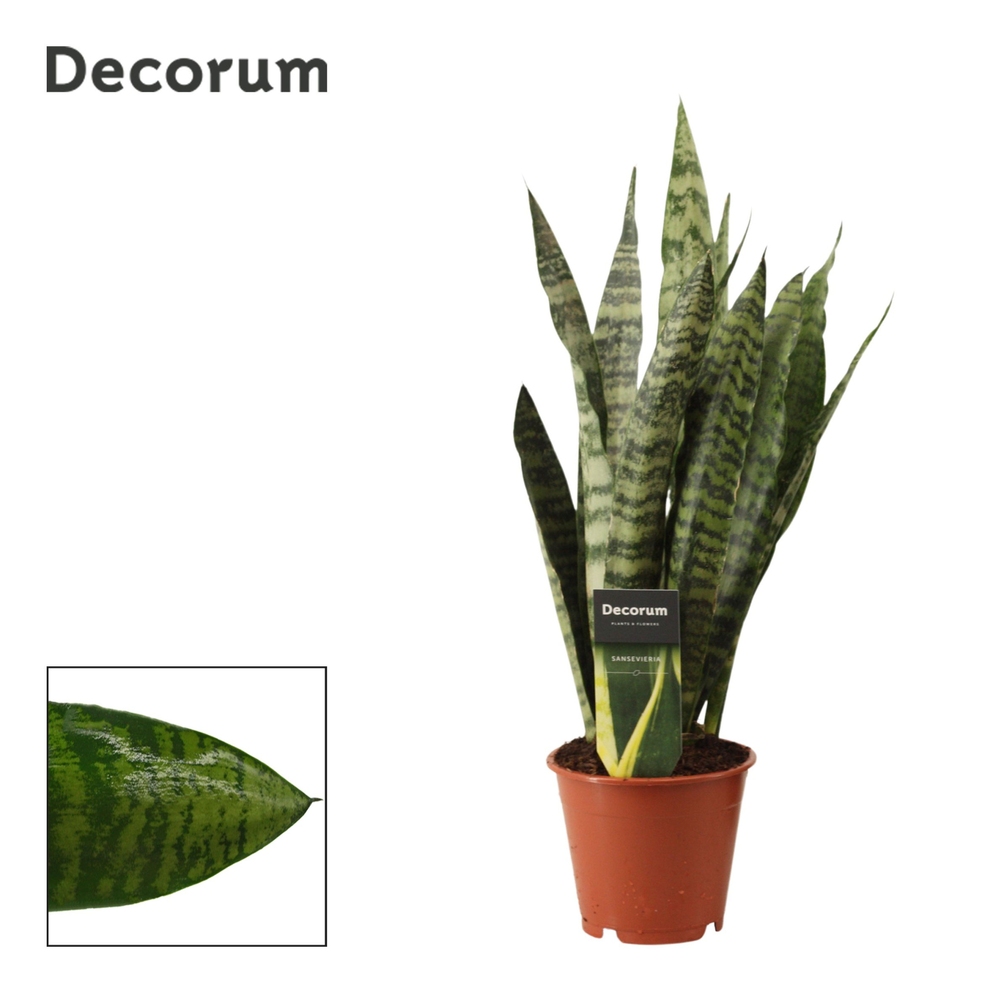 Sansevieria Zeylanica Regular 12 cm (Decorum), D 12