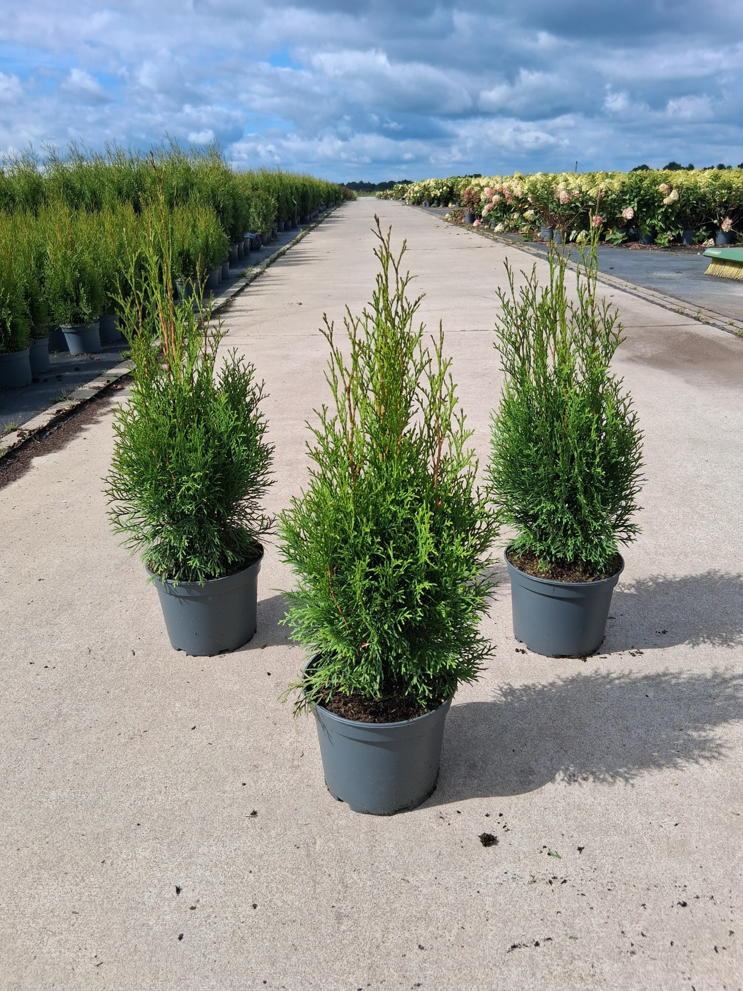 Thuja occ. 'Smaragd', D 23 cm