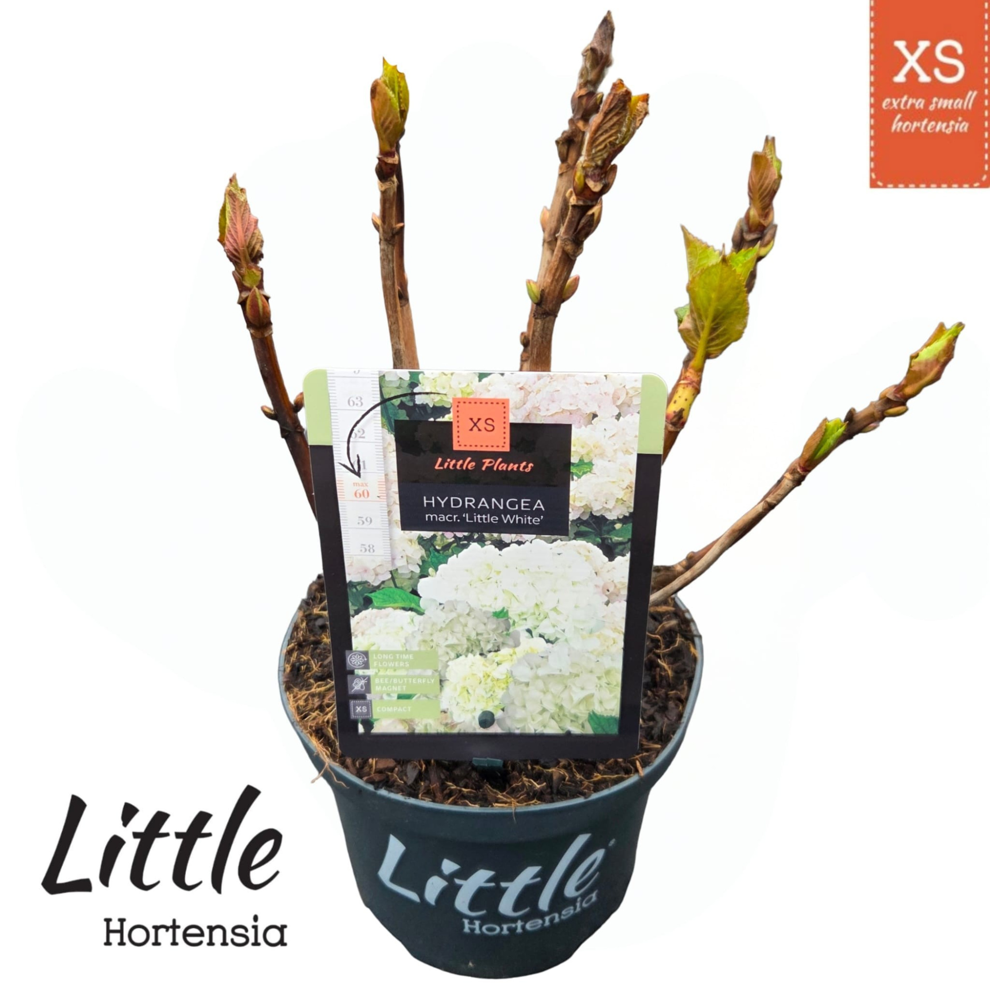 Hydrangea macr. 'Little XS White', D 17