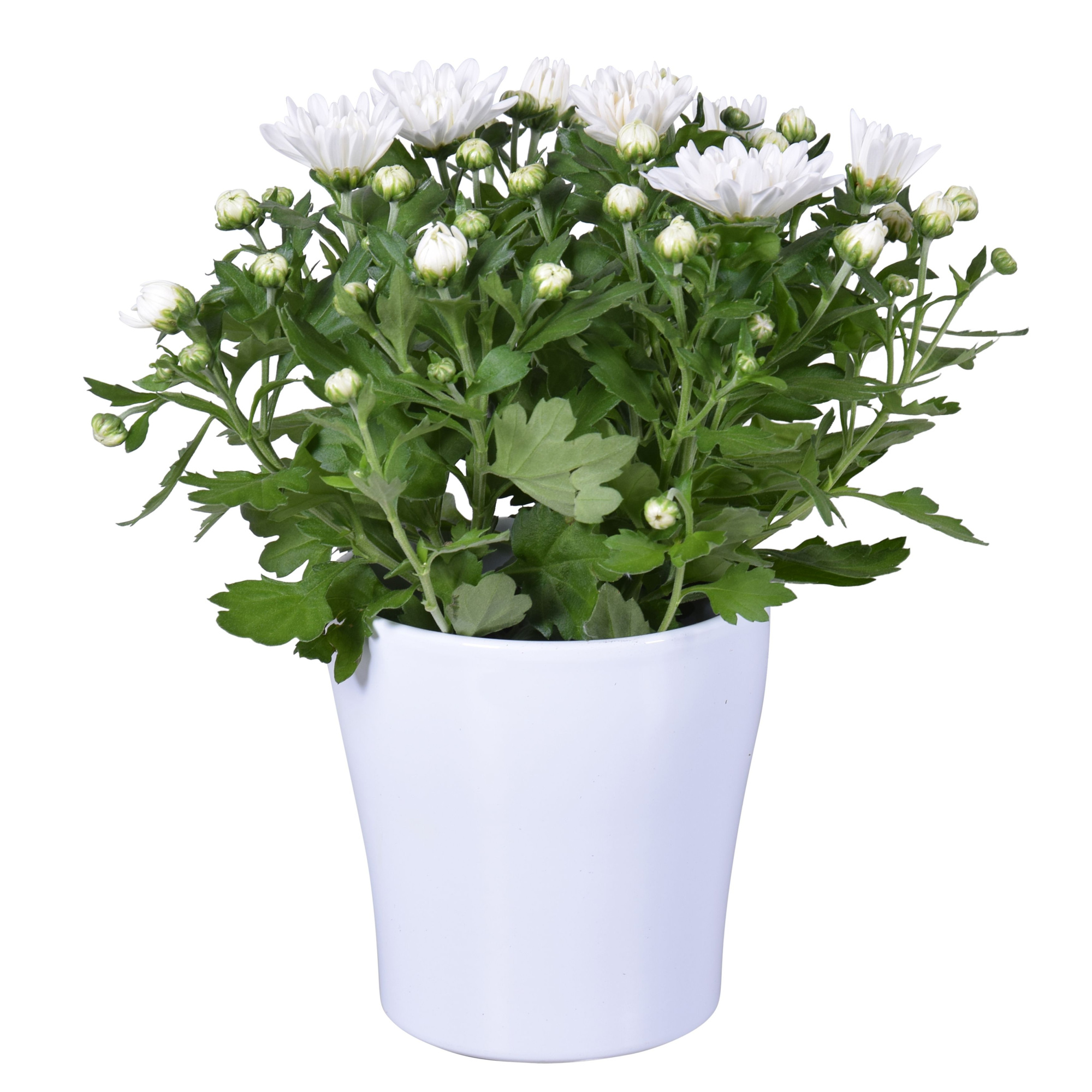 Chrysanthemum in wit "Bombé" keramiek, D 14 cm