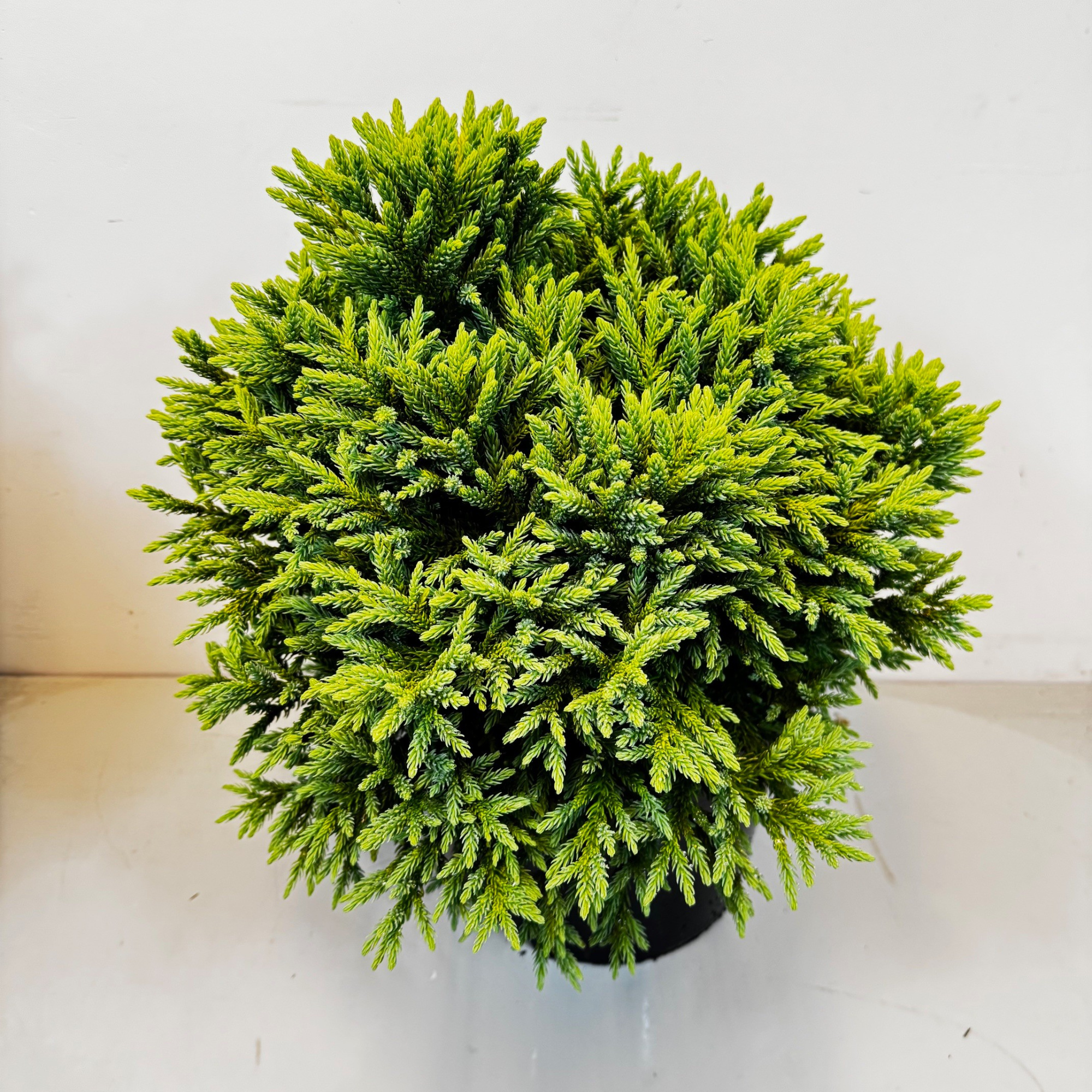 Cryptomeria japonica 'Dragon Prince', D 29 cm