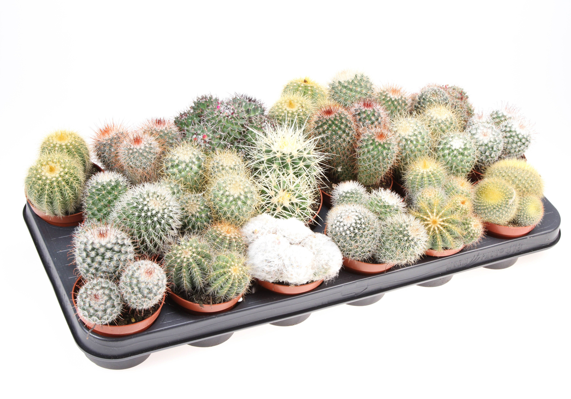 Cactus bol mix, D 8,5