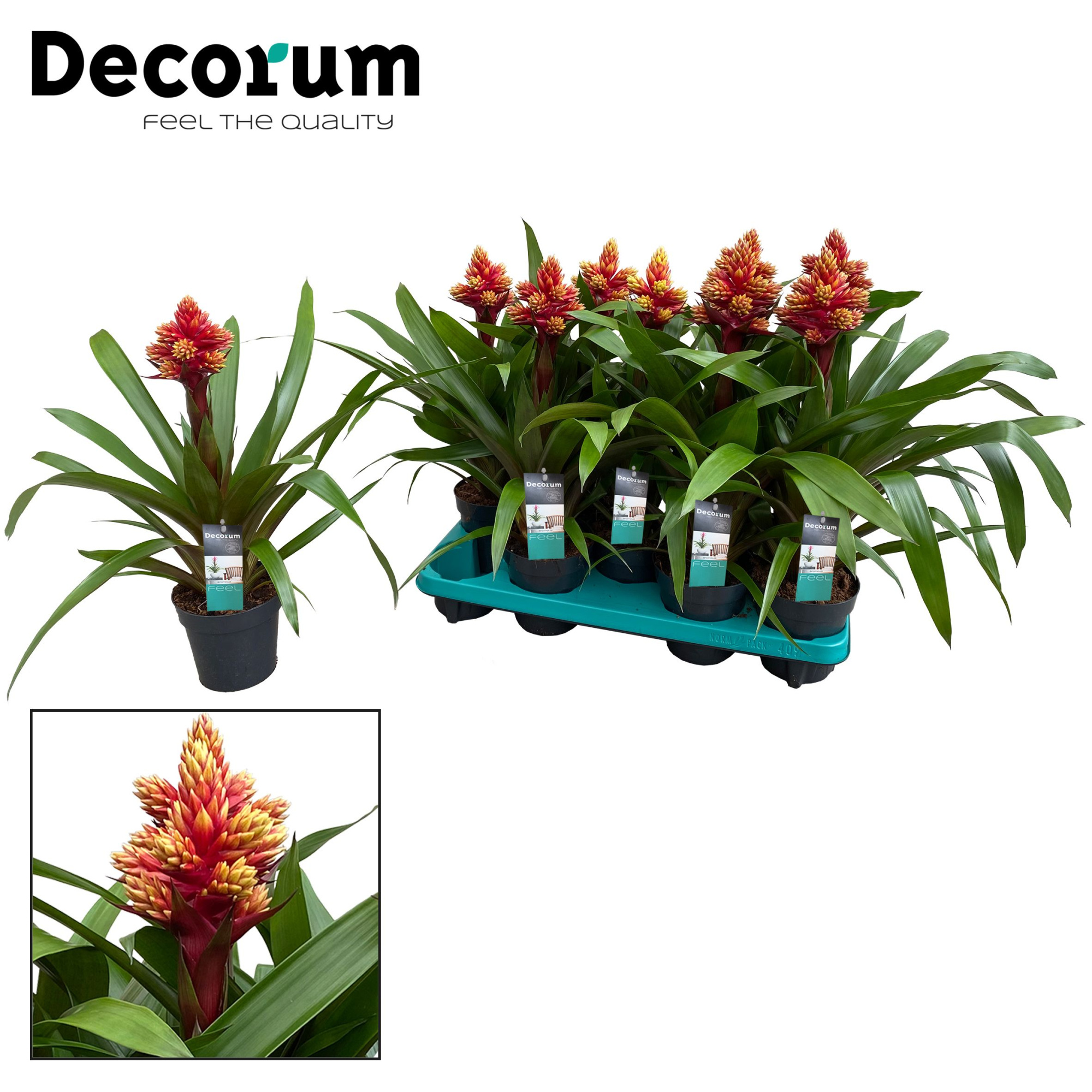 Guzmania Brush (Decorum), D 13 cm
