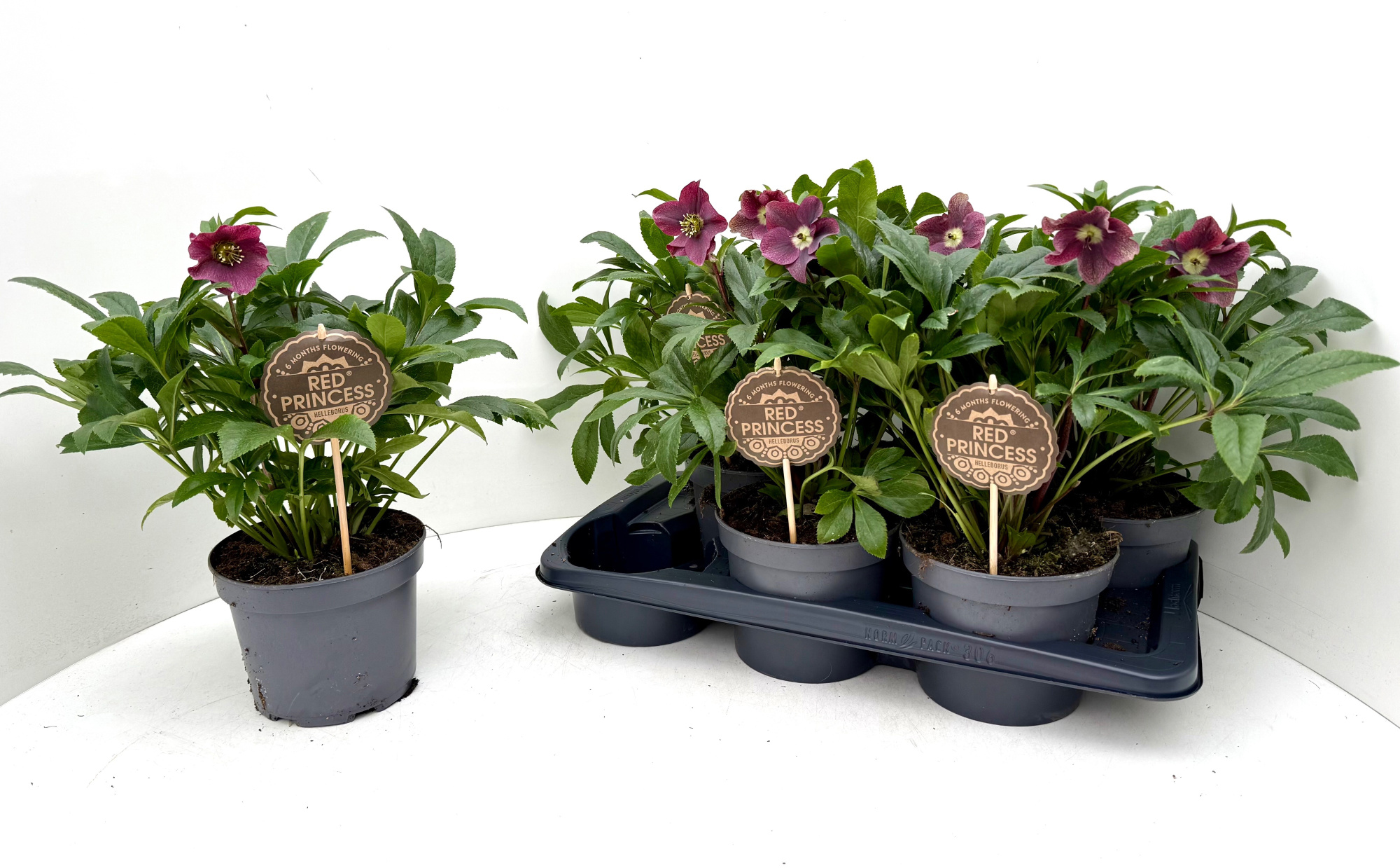 Helleborus Viv Victoria 17 CM, D 17