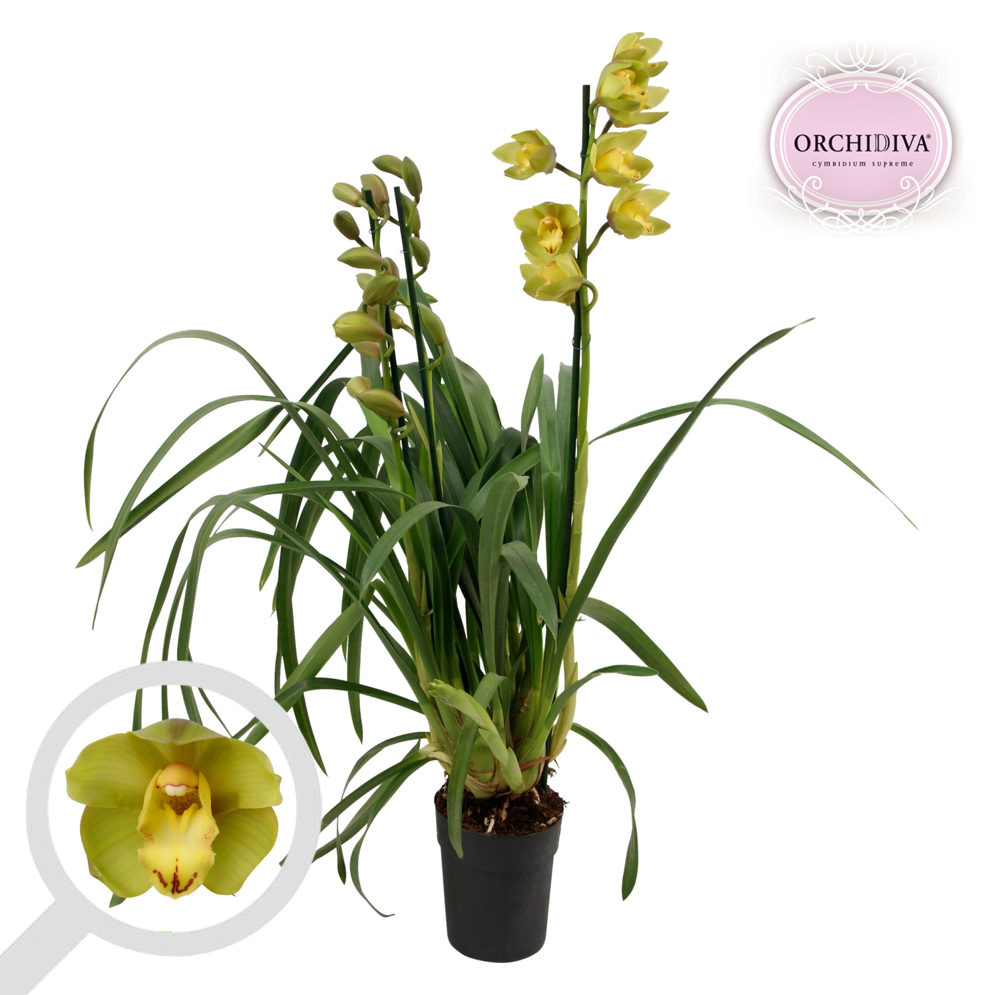 Cymbidium Green Flame 3-4 tak, D 14