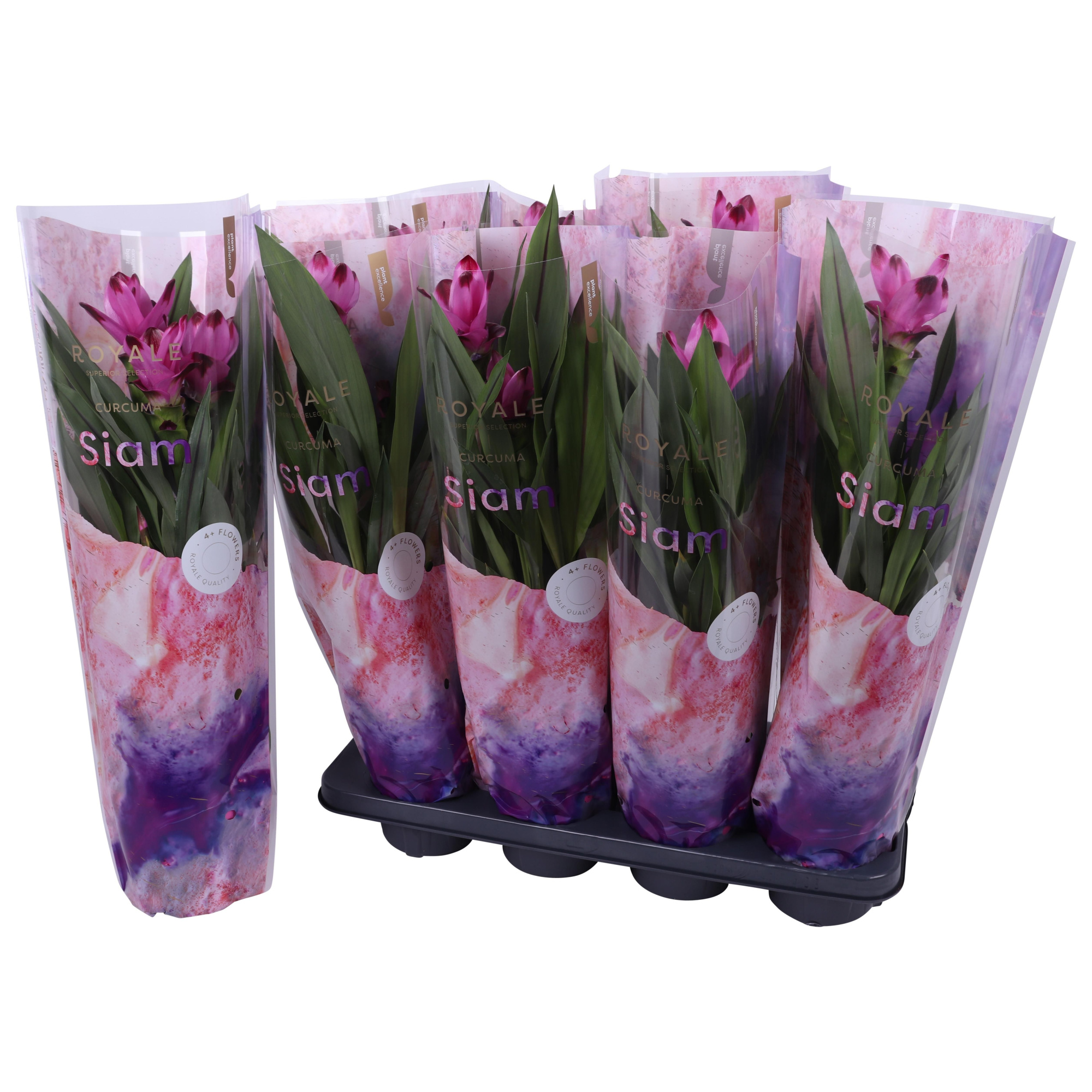 Royale - Curcuma Siam Mix 14cm 4+ bloem, D 14