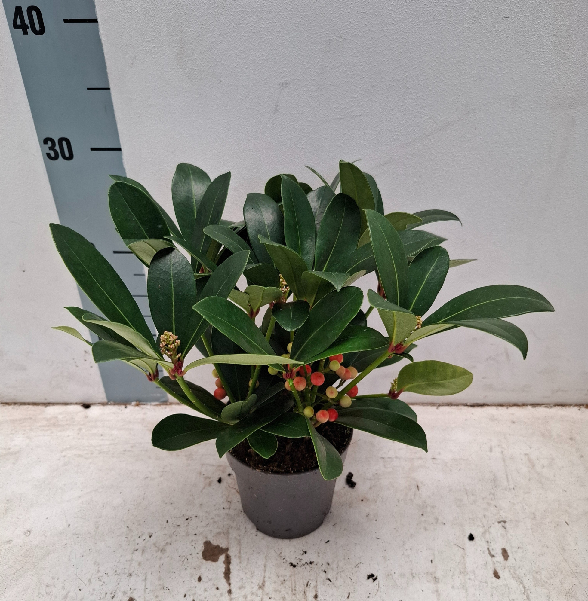 Temptation 12cm bes en bloem, D 12 cm