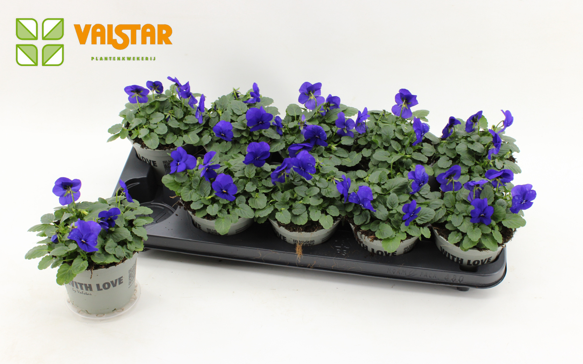 VIOLA CORNUTA DELTINI Blue Purple Wing, D 12 cm