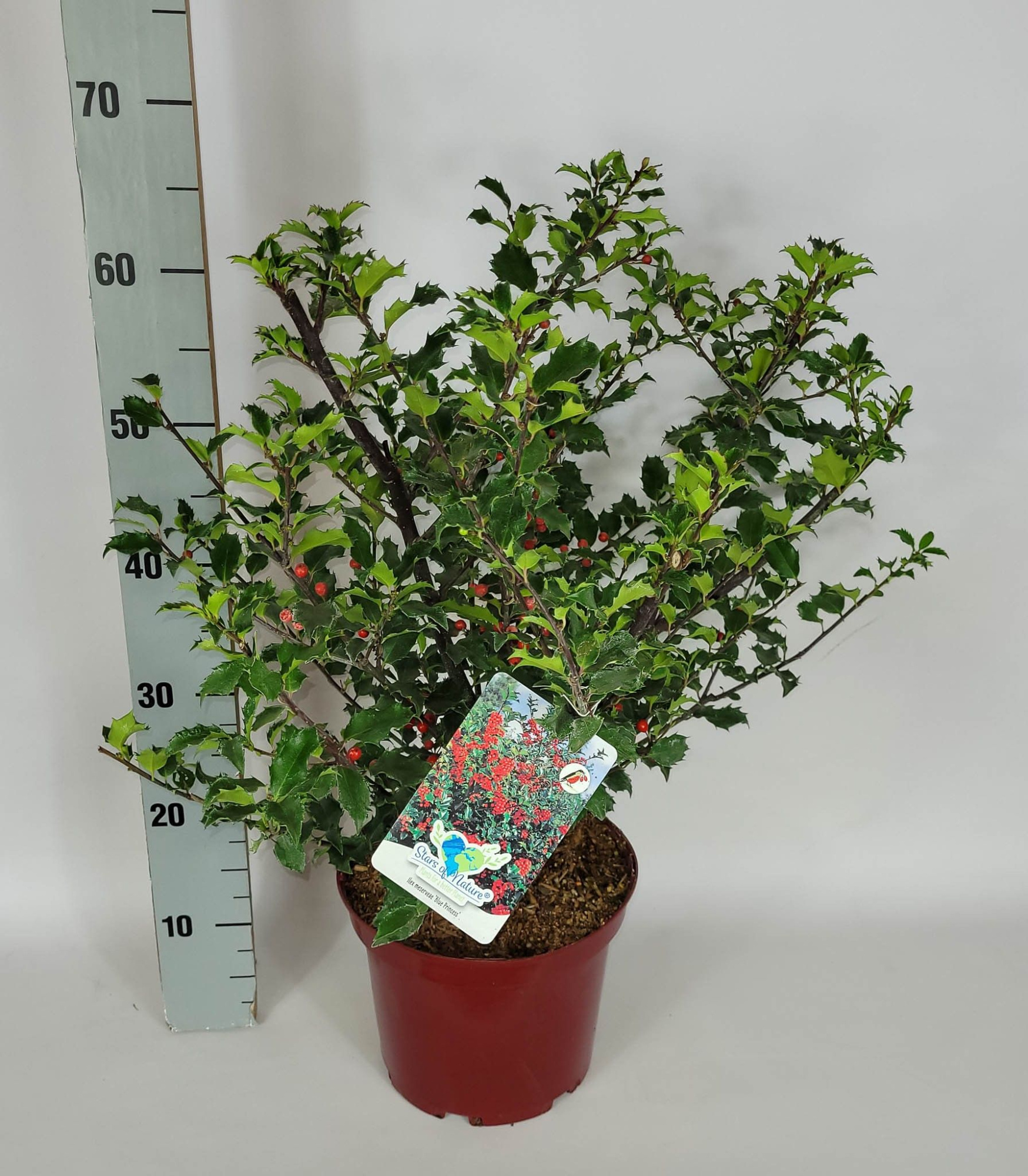 Ilex meserveae Blue Princess C5 40-50, D 23 cm