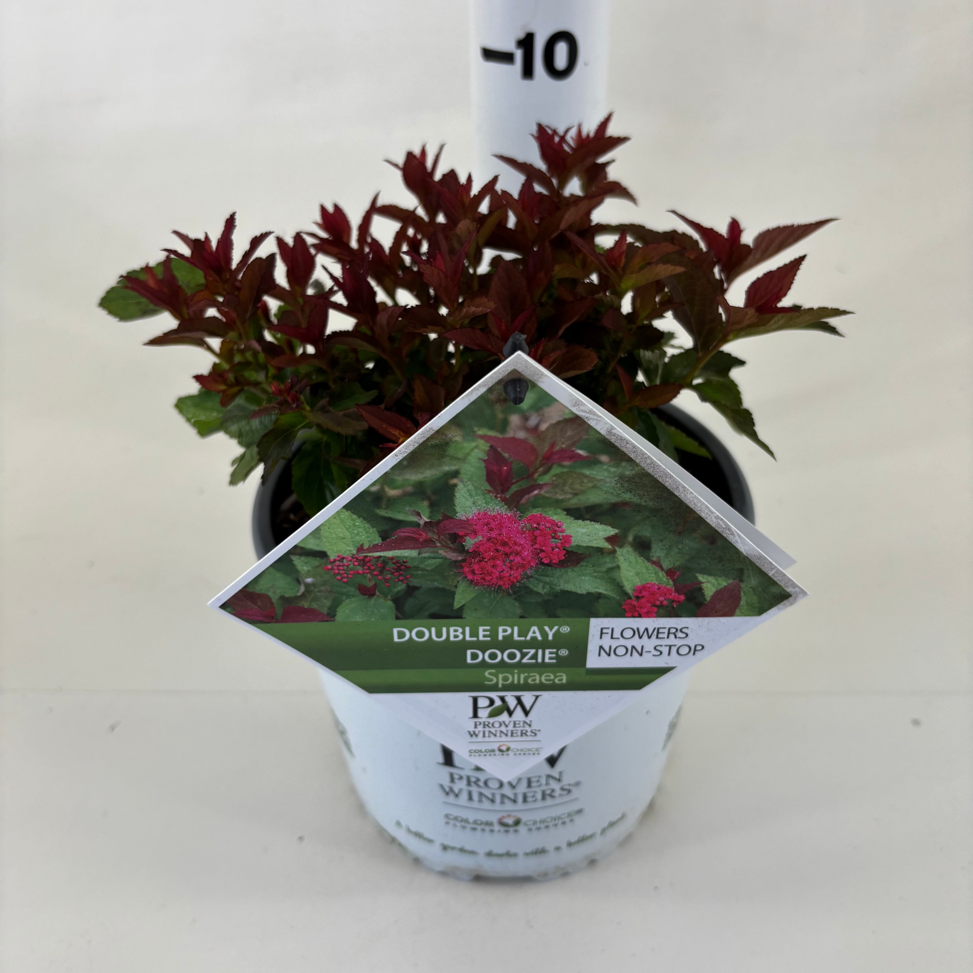 Spiraea jap. Double Play ® Doozie, D 19 cm