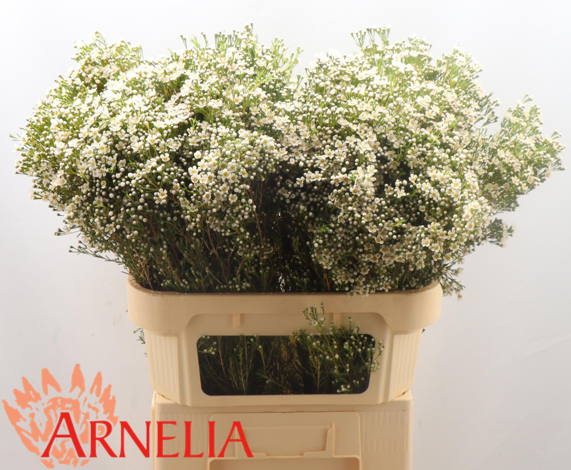 Шамелациум Перл Баттонс 80, шт.