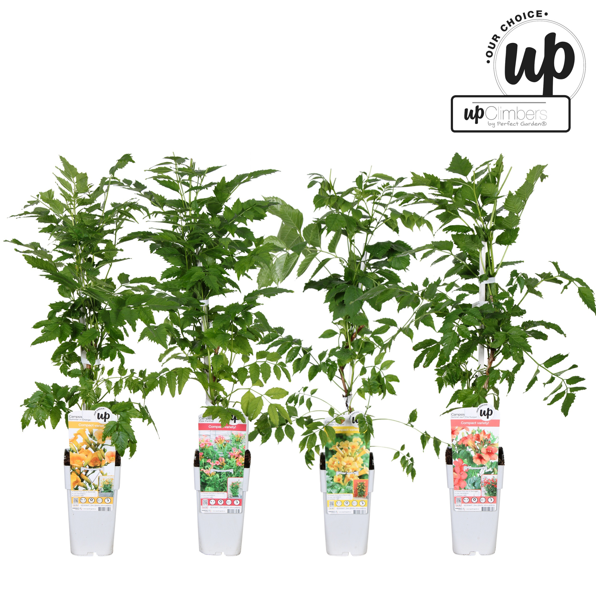 Campsis Our Choice mix laag P15, D 15 cm