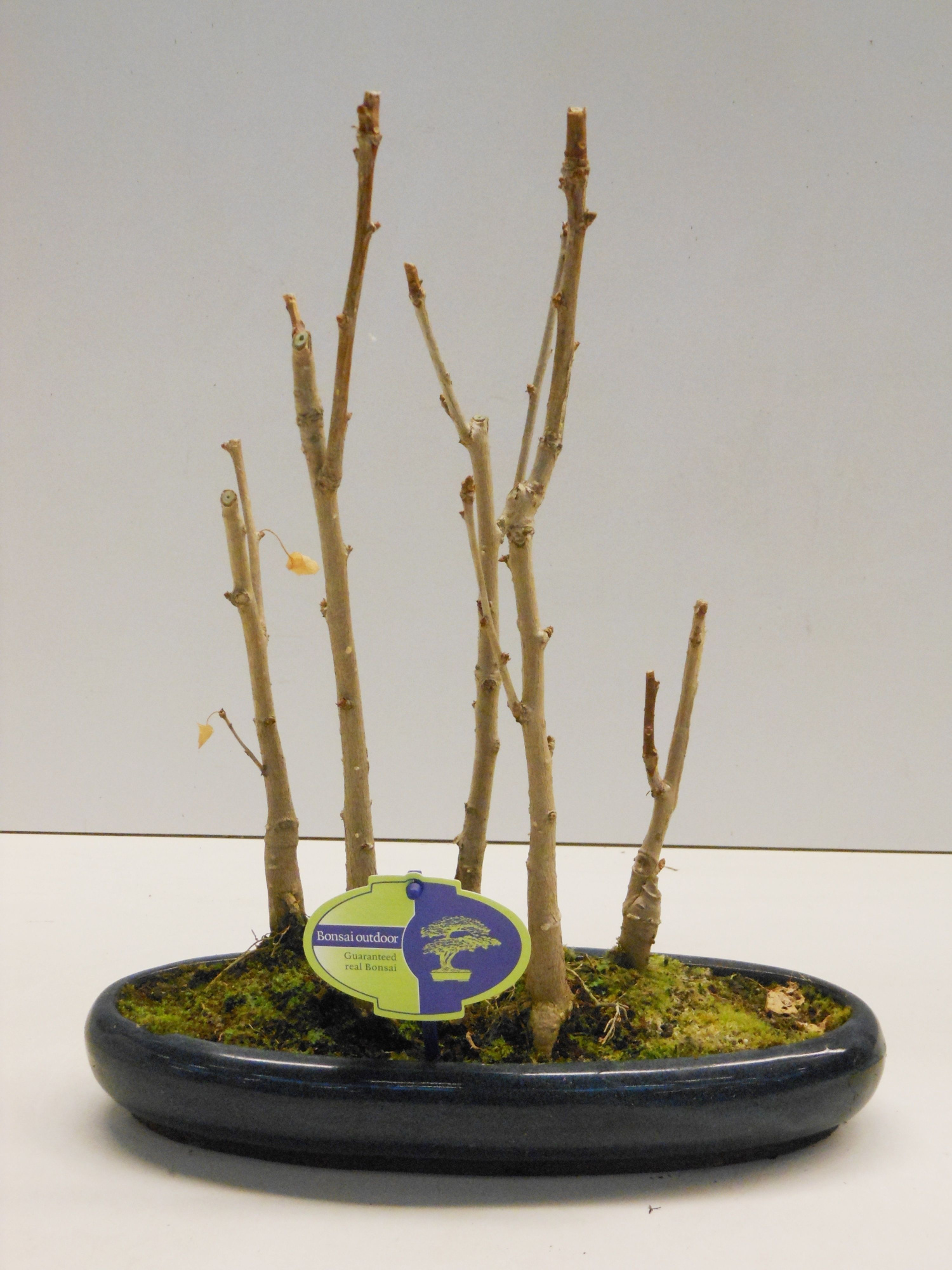 Ginkgo Biloba, group 5 stem, D 30