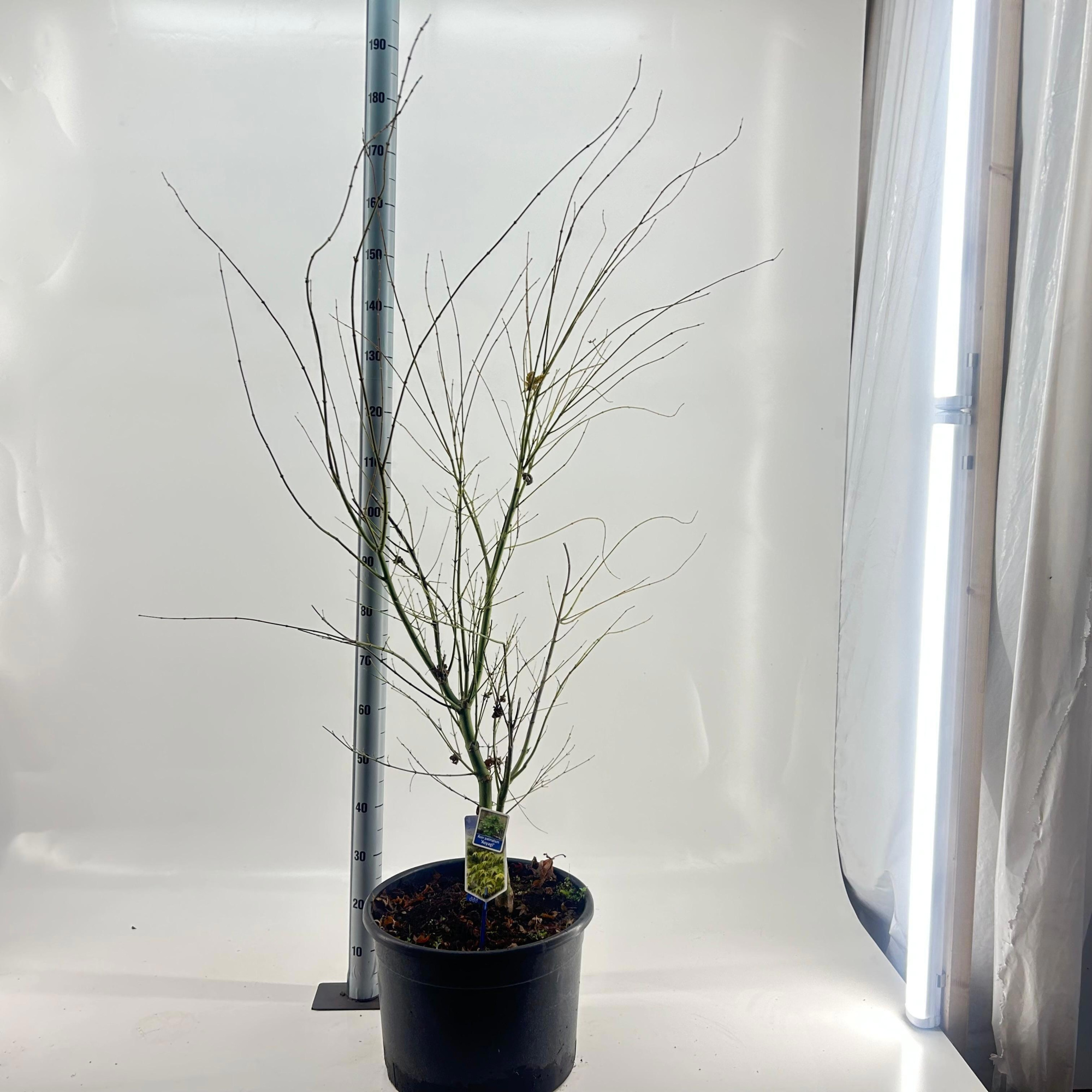 Acer pal. 'Aoyagi', D 40