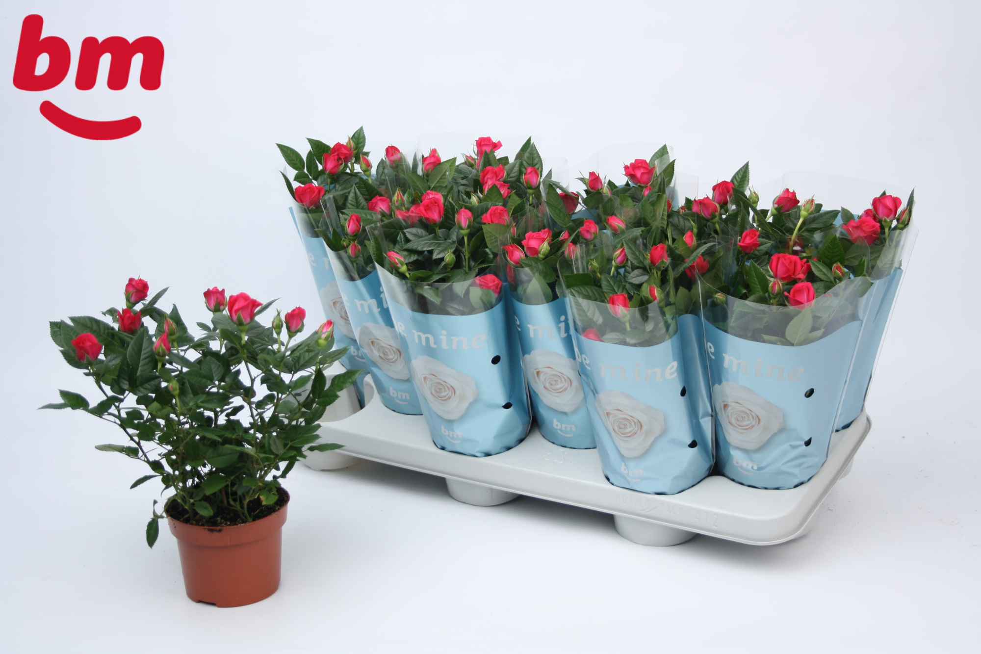 Rosa Purple Jewel Beau Monde (10,5 cm), D 10,5