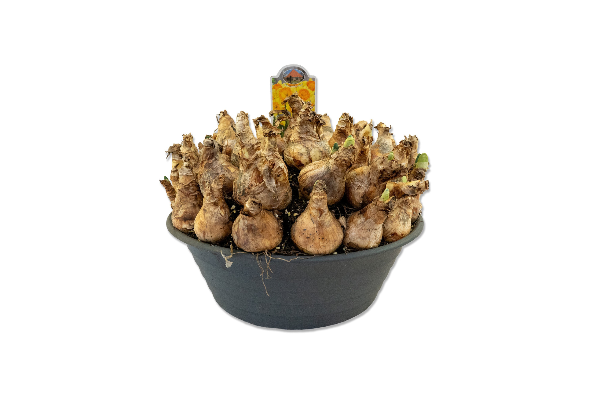 Narcissus Ferris Wheel, D 35