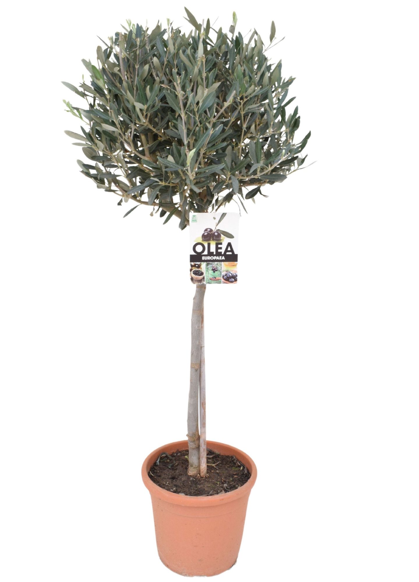 Olea europea P21 stam, D 21 cm