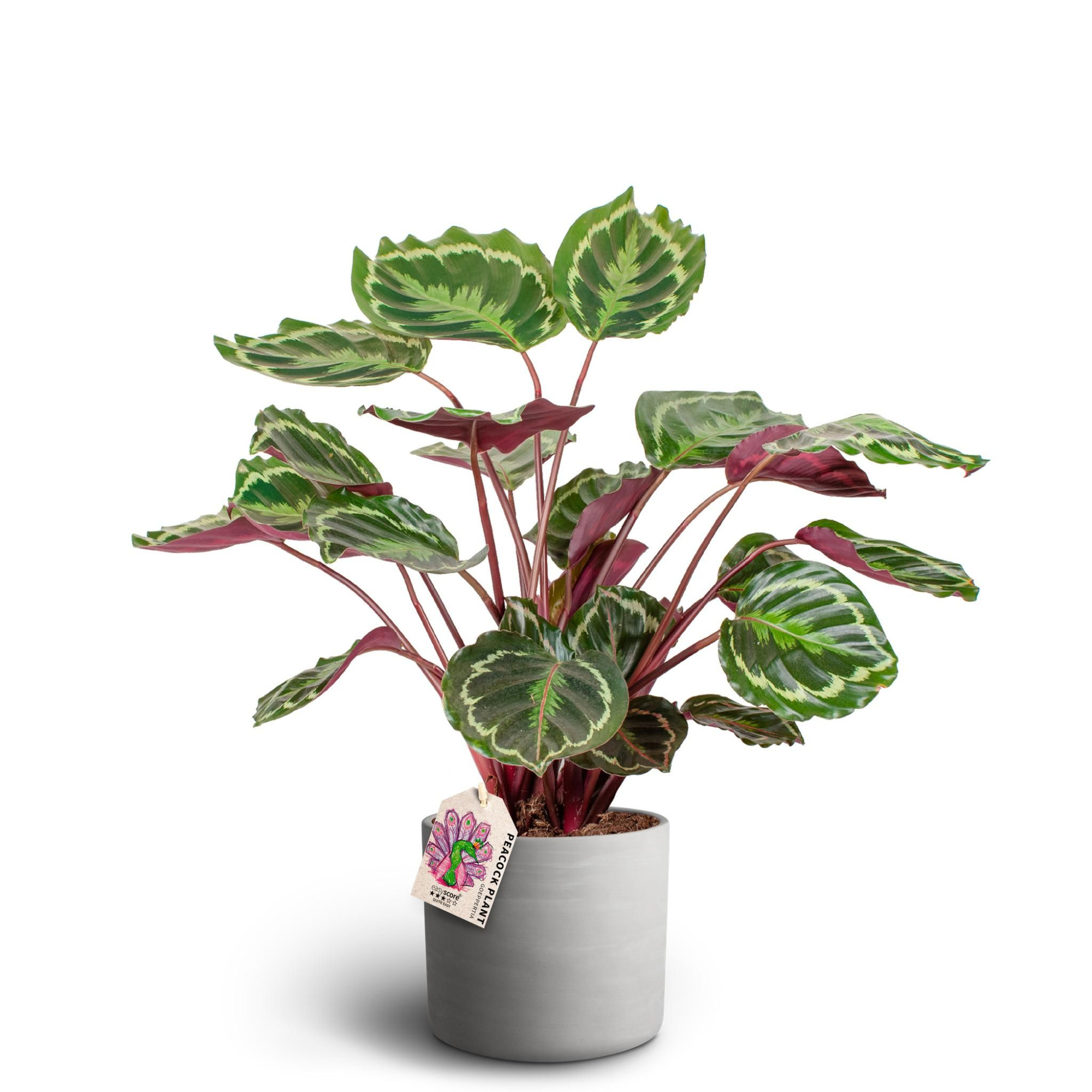 Raw Grey, Calathea Medallion, D 19