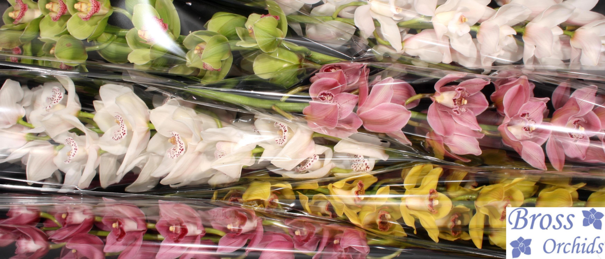 Цимбидиум Микс 80 x6, шт.