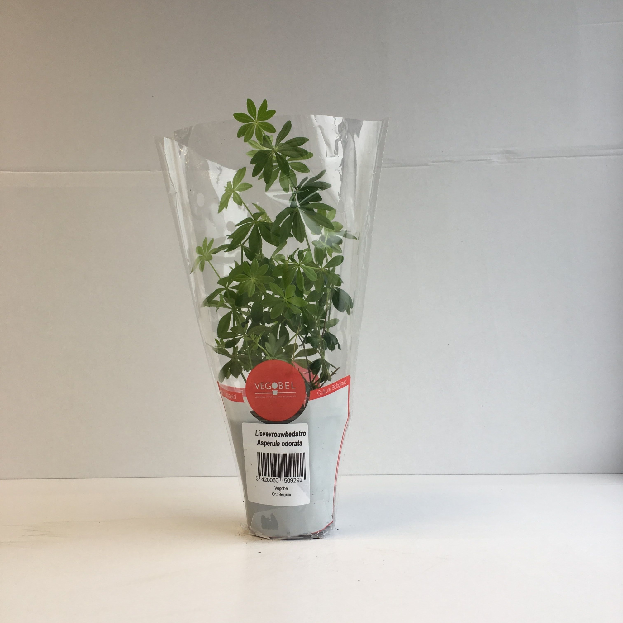 Lievevrouwebedstro P9, D 9 cm