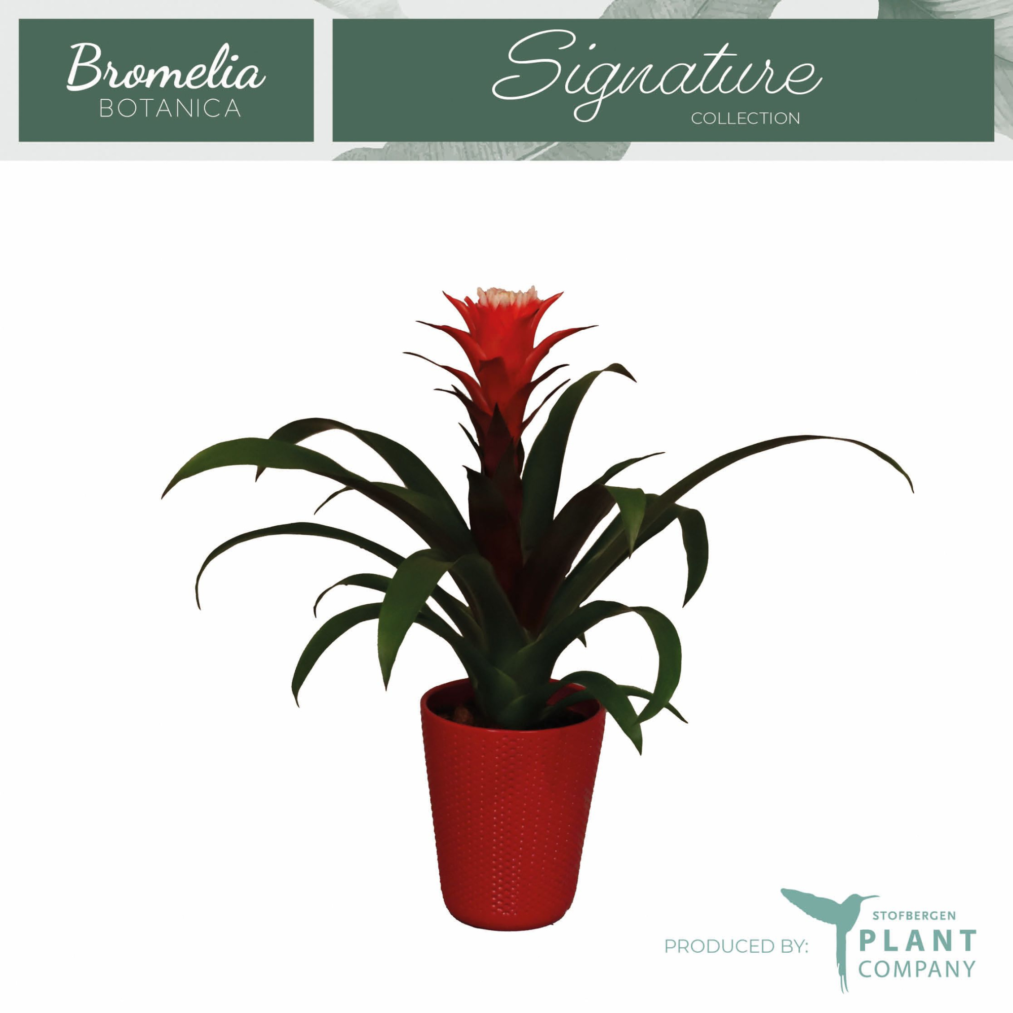 Guzmania Hope in keramiek, D 12 cm