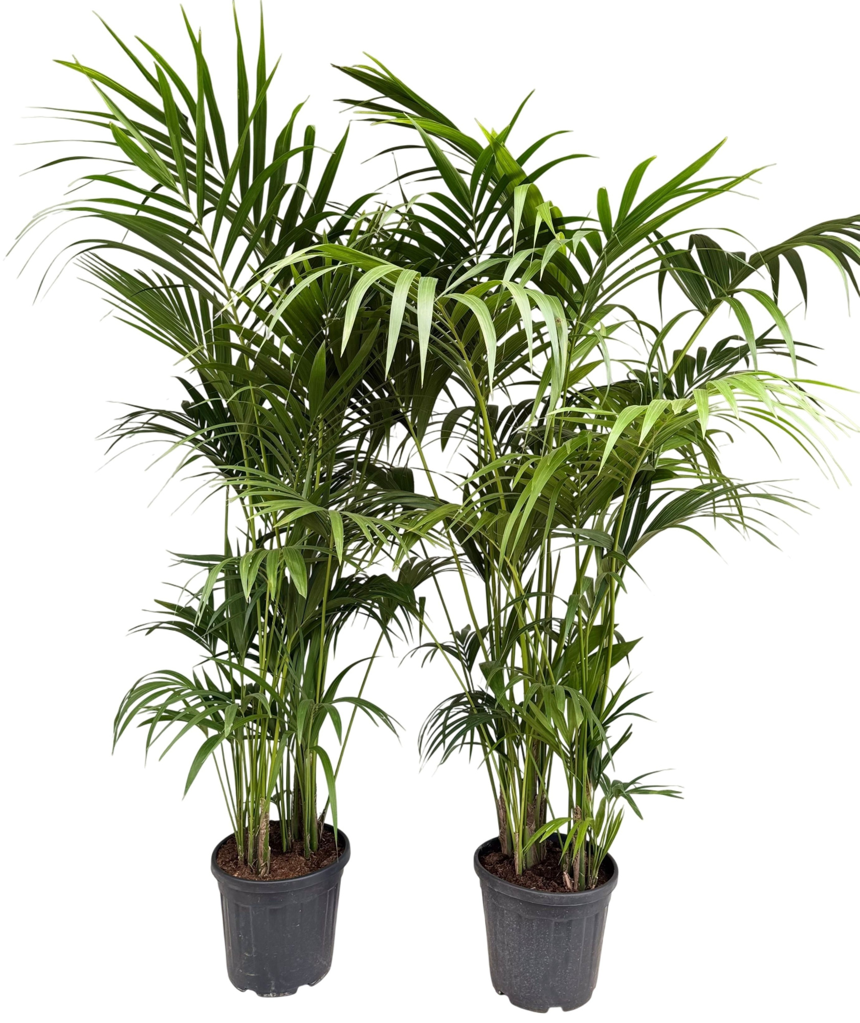 Howea forsteriana P35 H220, D 35 cm