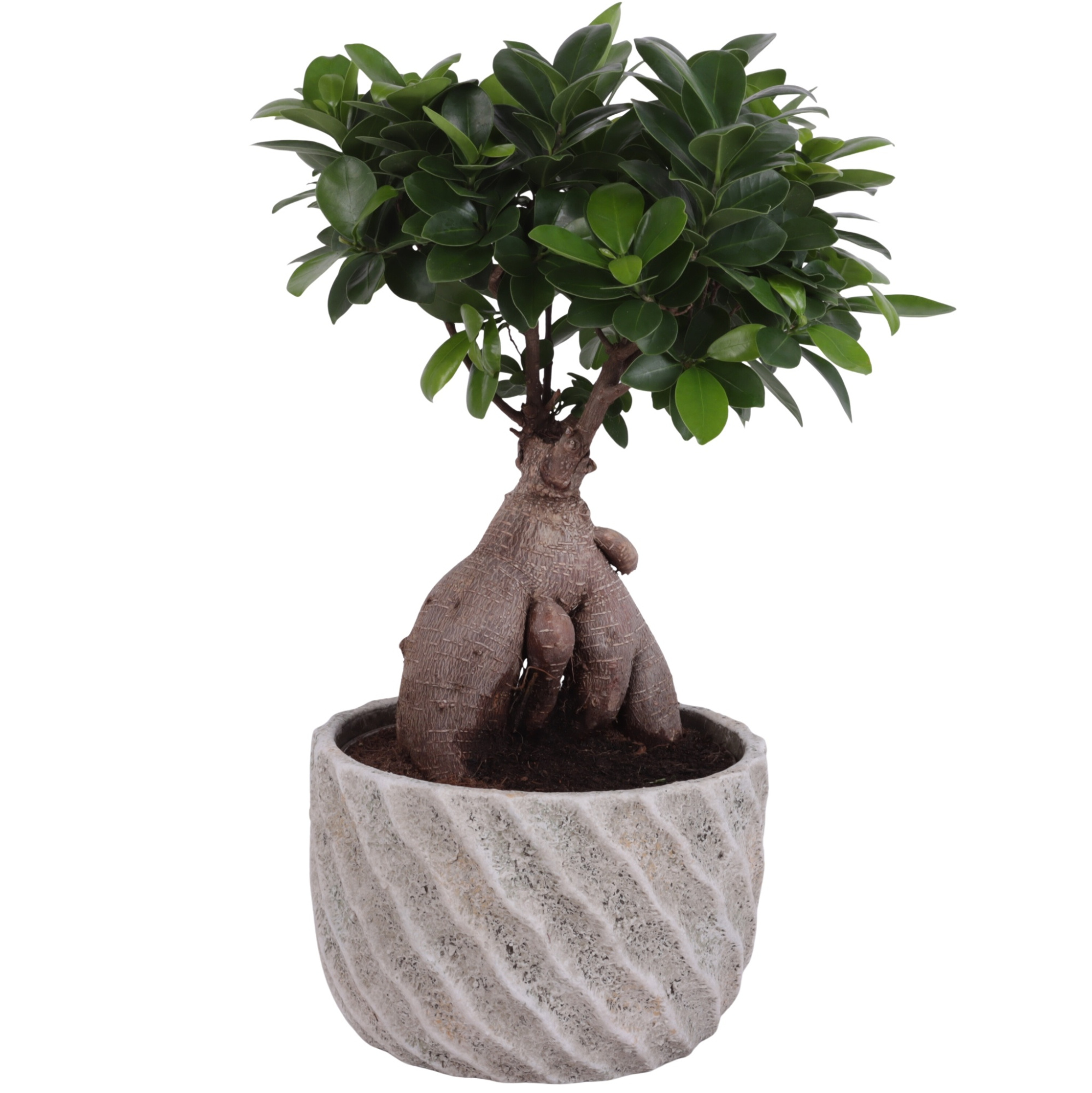 Ficus m. Ginseng Ball Shape Ø18cm in Ø20cm Ceramic NT668, D 20