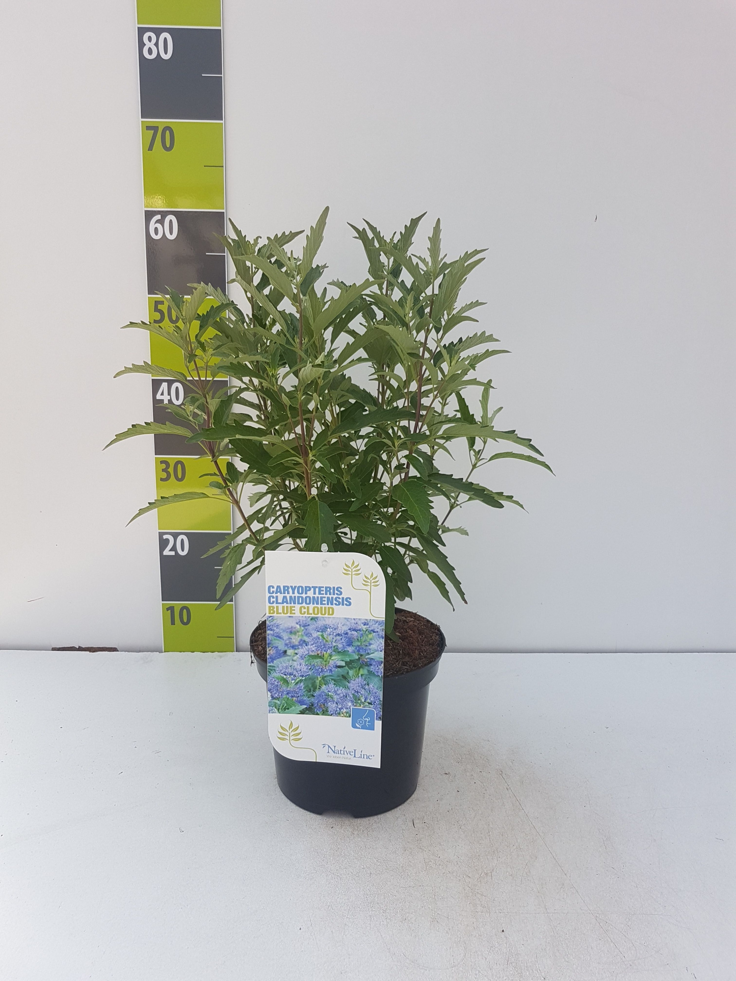 Caryopteris 'Blue Cloud' C 3, D 19 cm