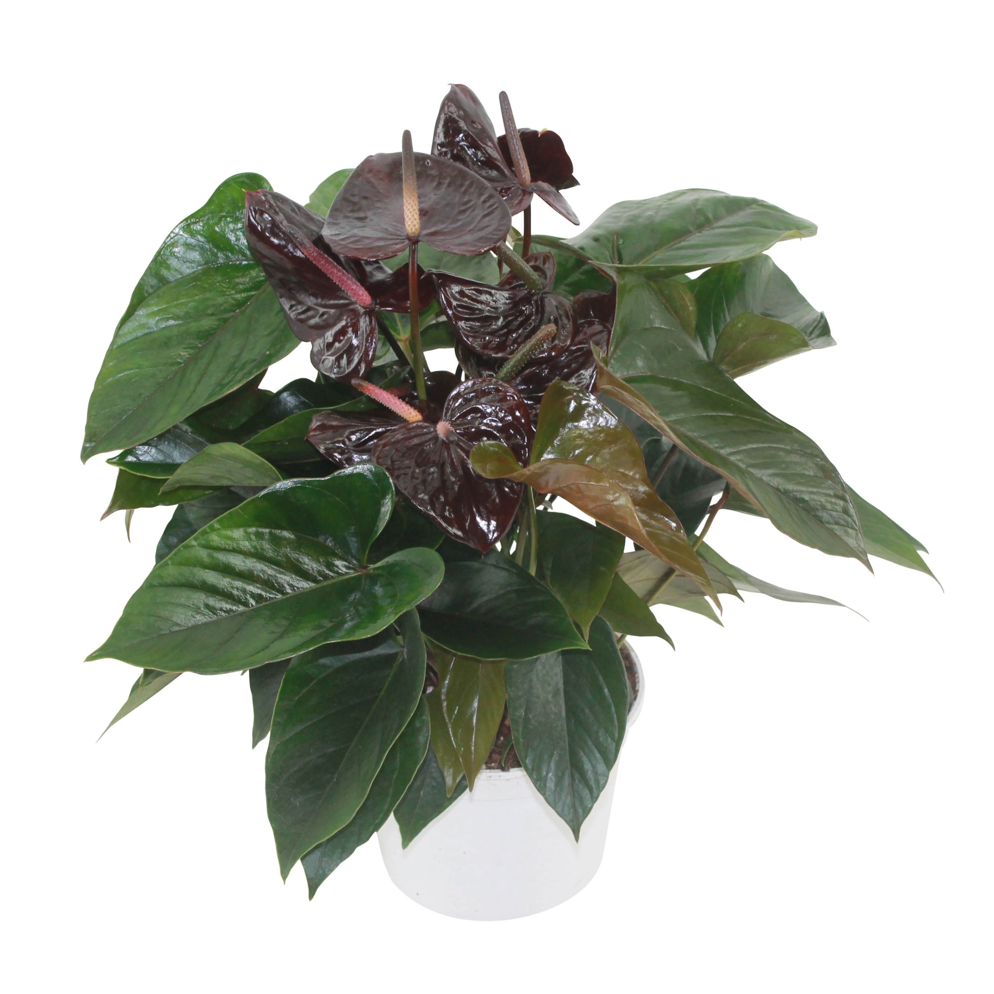Anthurium XL.20 Paris Black 17cm, D 17 cm