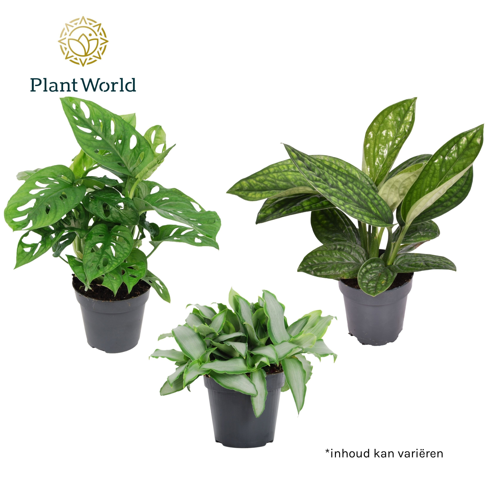 Botanical mix, D 12 cm