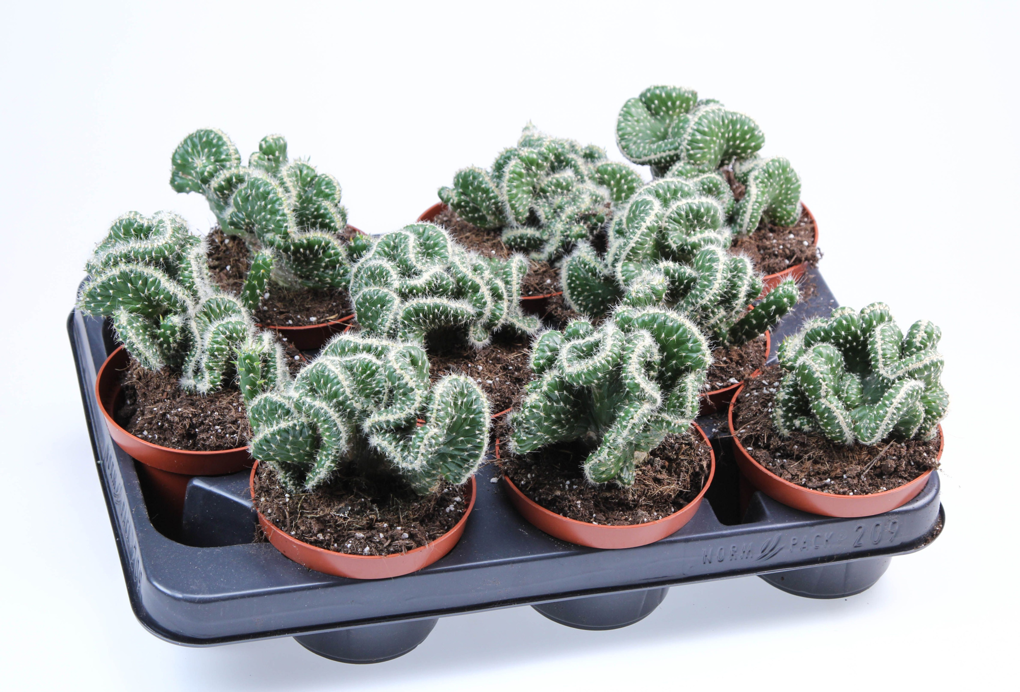 Opuntia Cylindrica cristata, D 10,5 cm