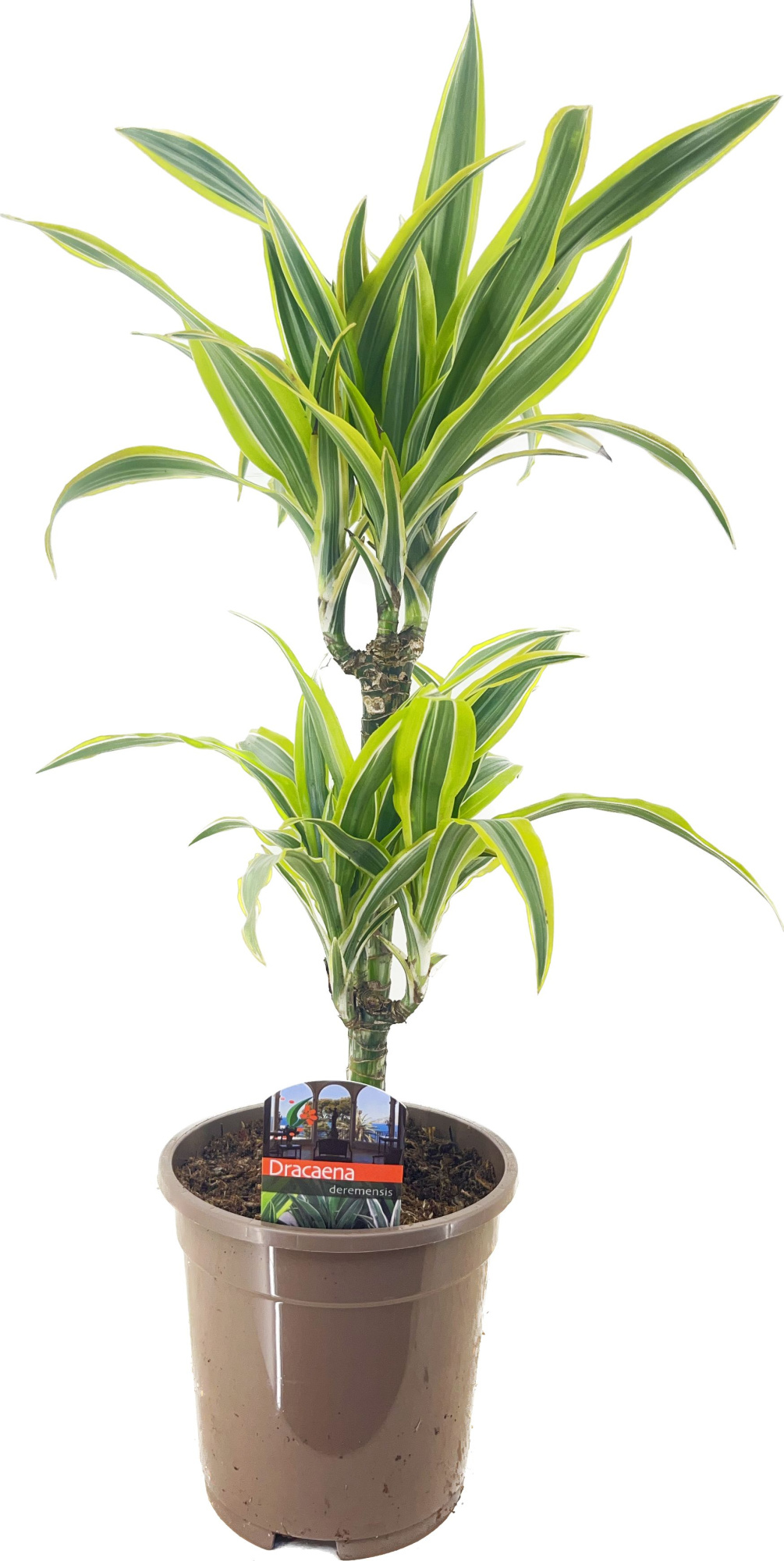 Dracaena deremensis lemon lime 30-10, D 17 cm