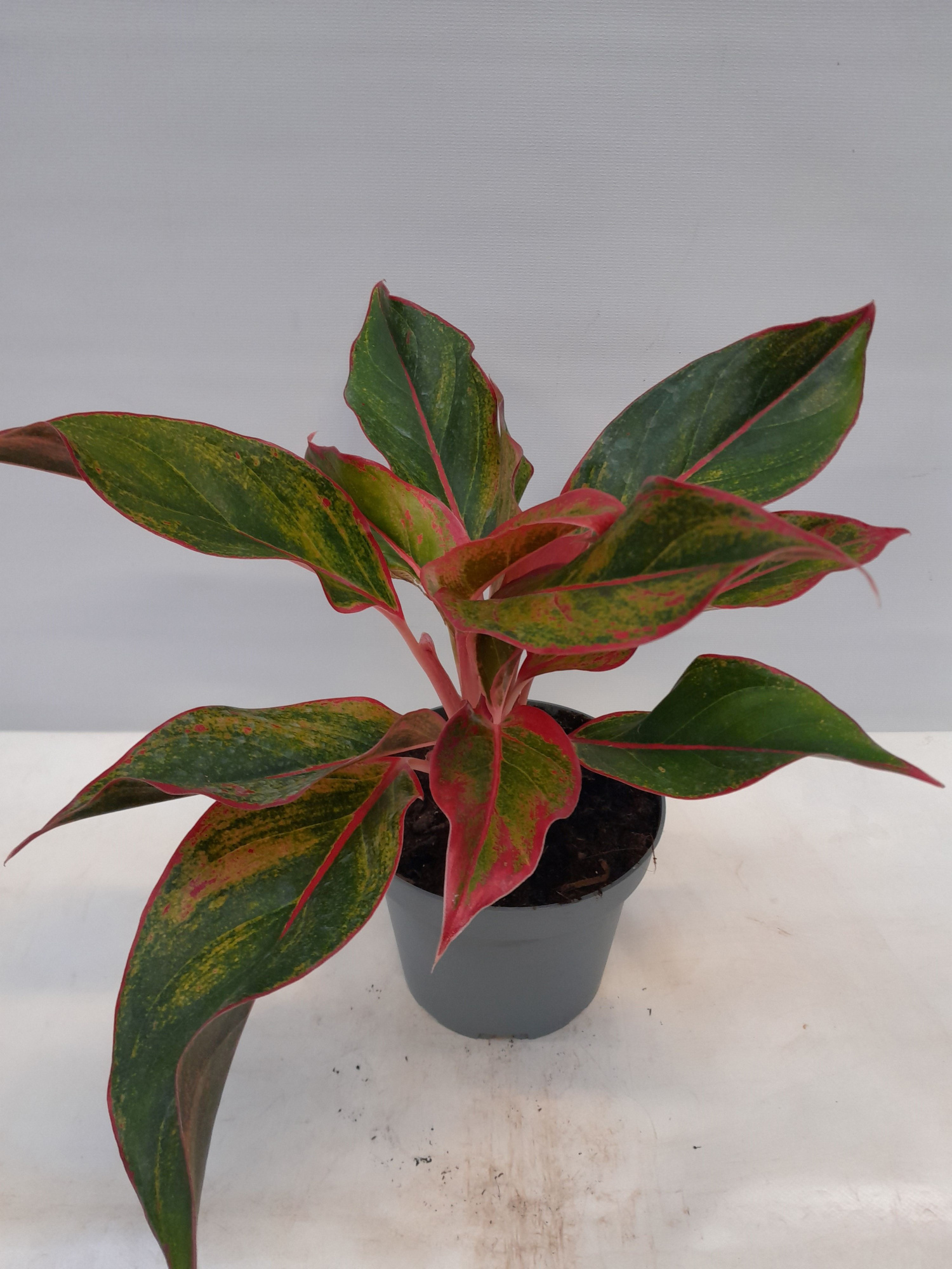 AGLAONEMA COMMUTATUM 'KING OF SIAM', D 13 cm