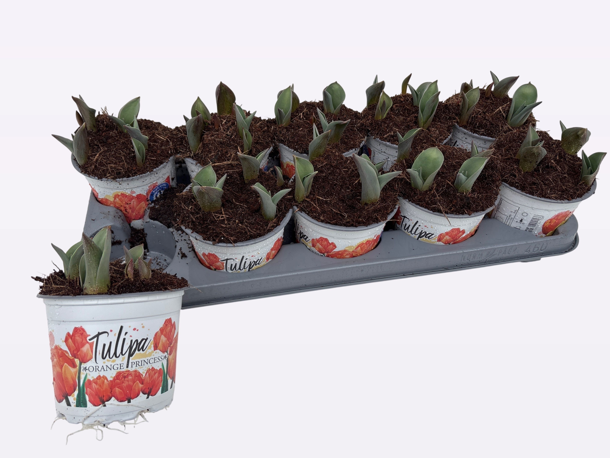 Tulp Orange Princess, D 12