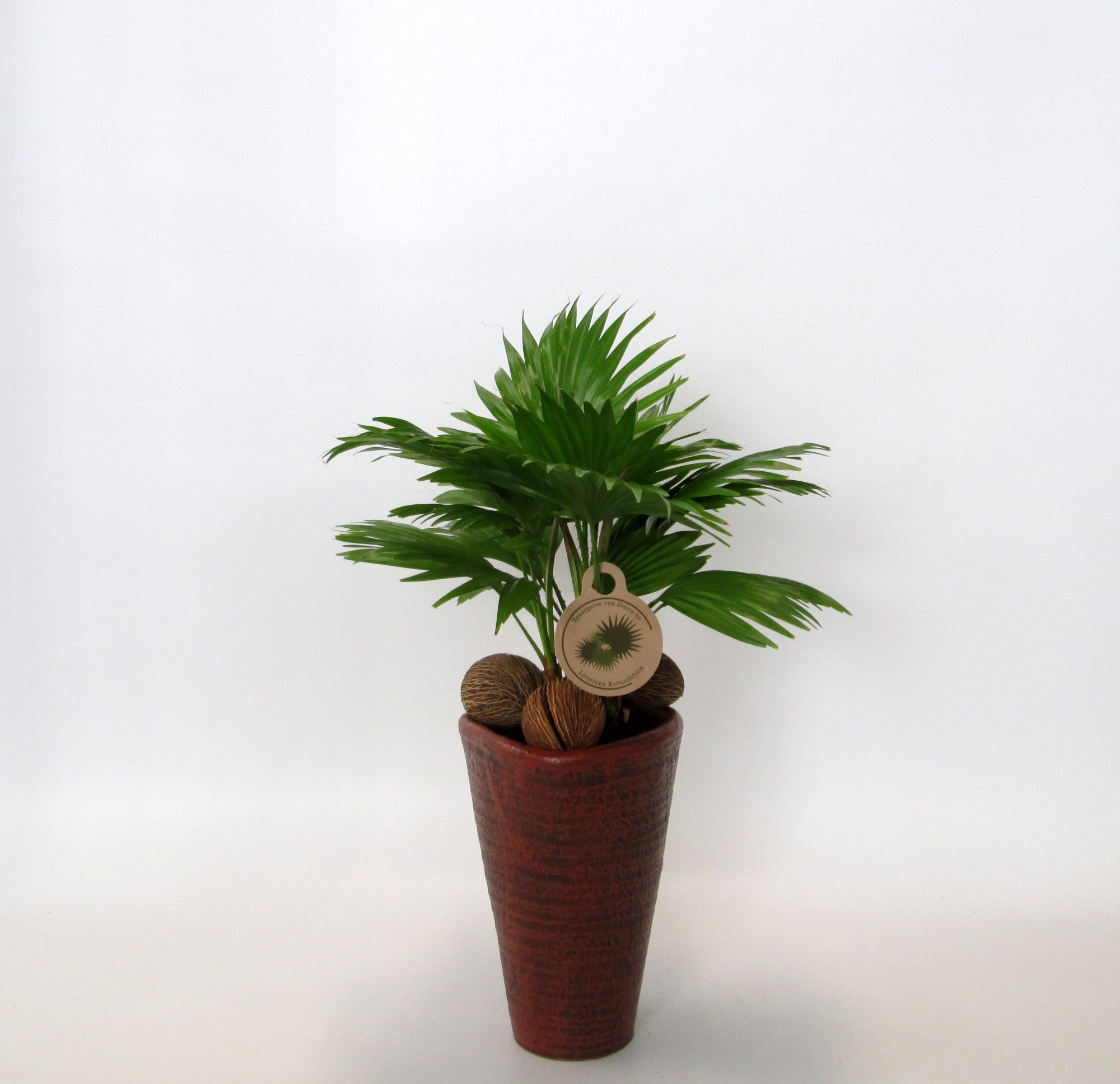 Livistona rotundifolia, D 16 cm