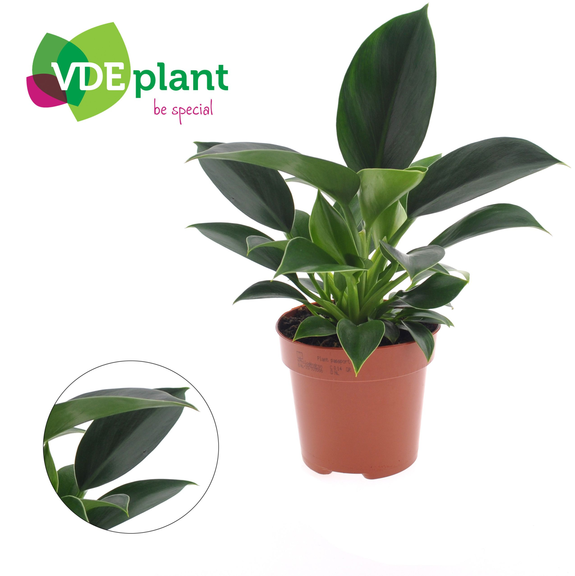 Philodendron Green Princess, D 12 cm