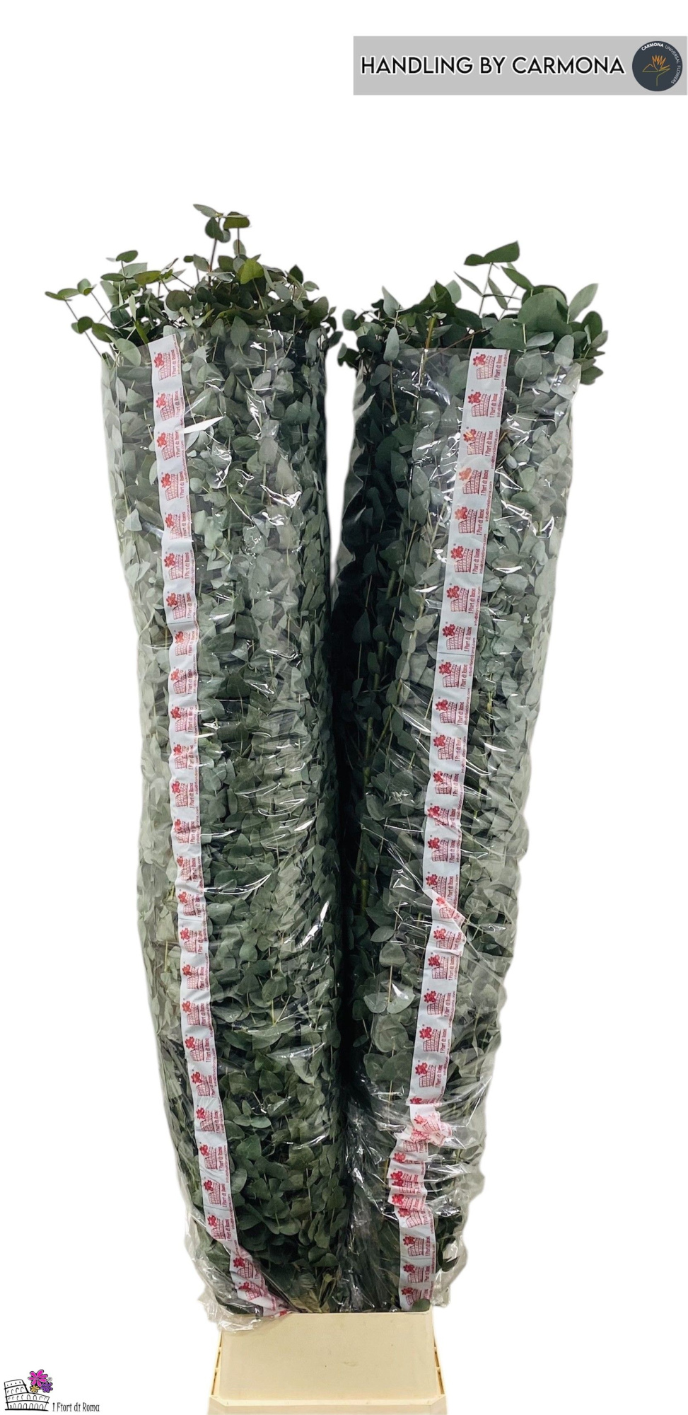 Эвкалипт Цинерея 200, шт.