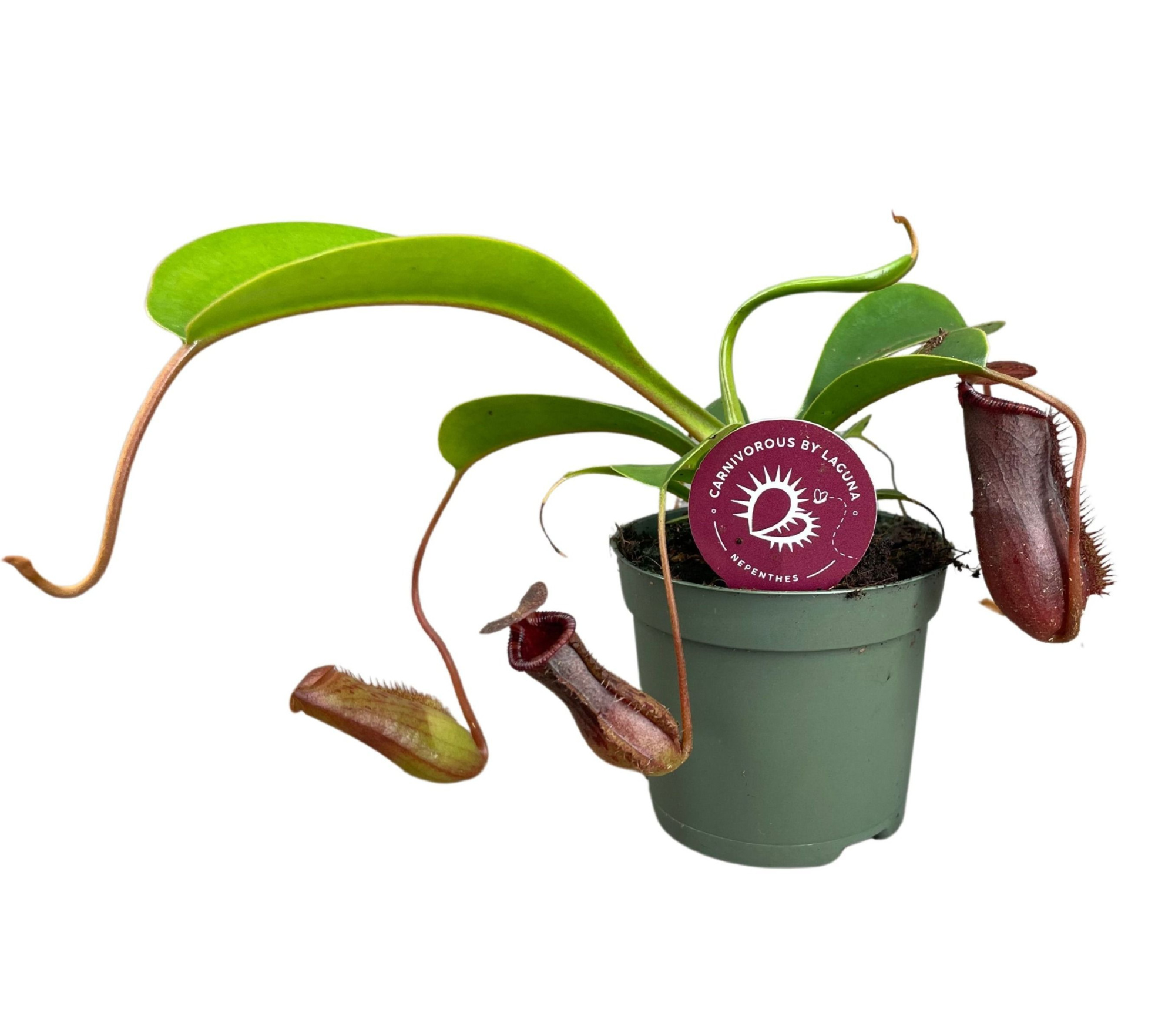 Nepenthes Lowii 8,5 cm, D 8,5