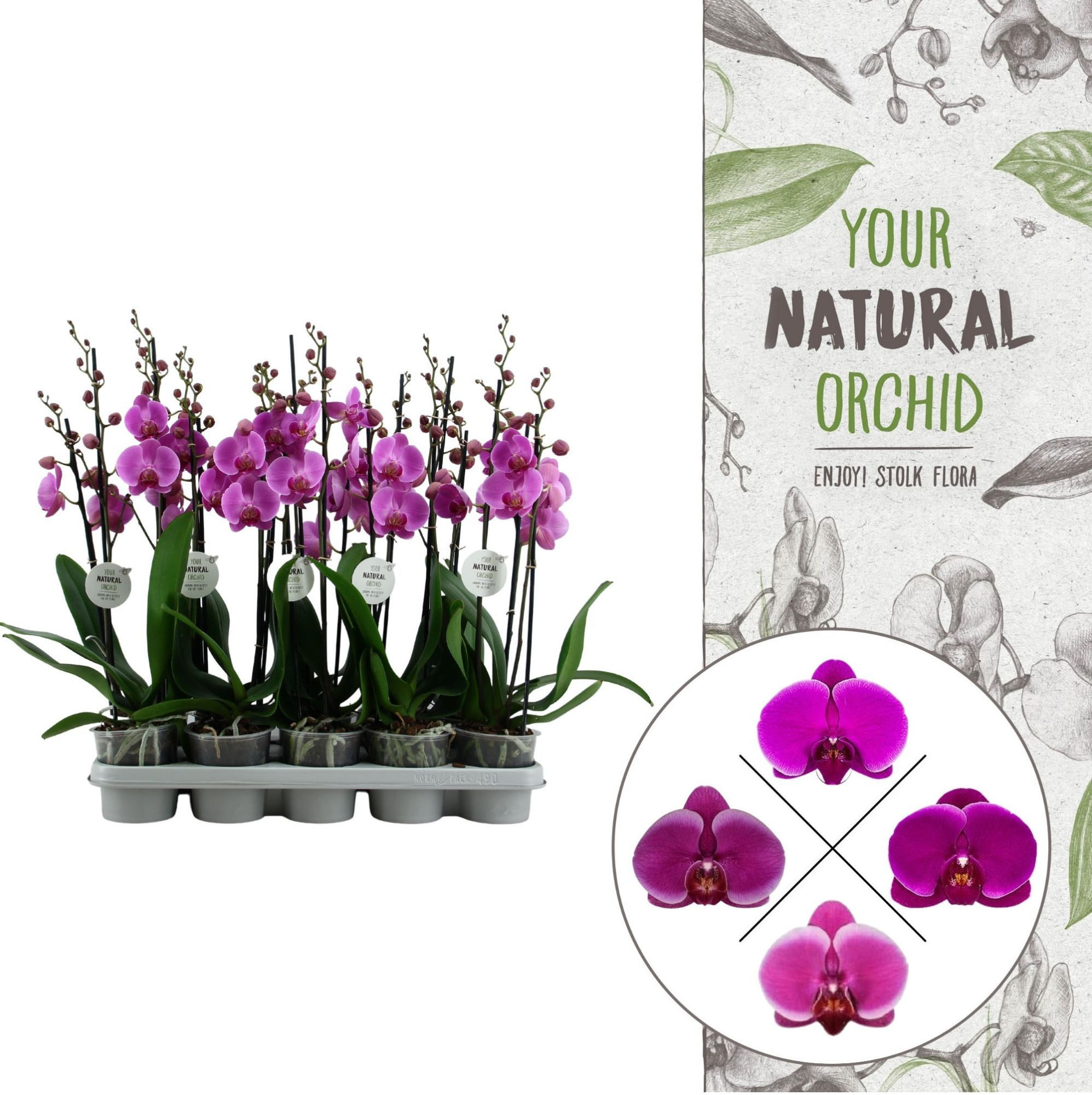Your Natural Orchid | Lila | Phalaenopsis 2 spike, D 12