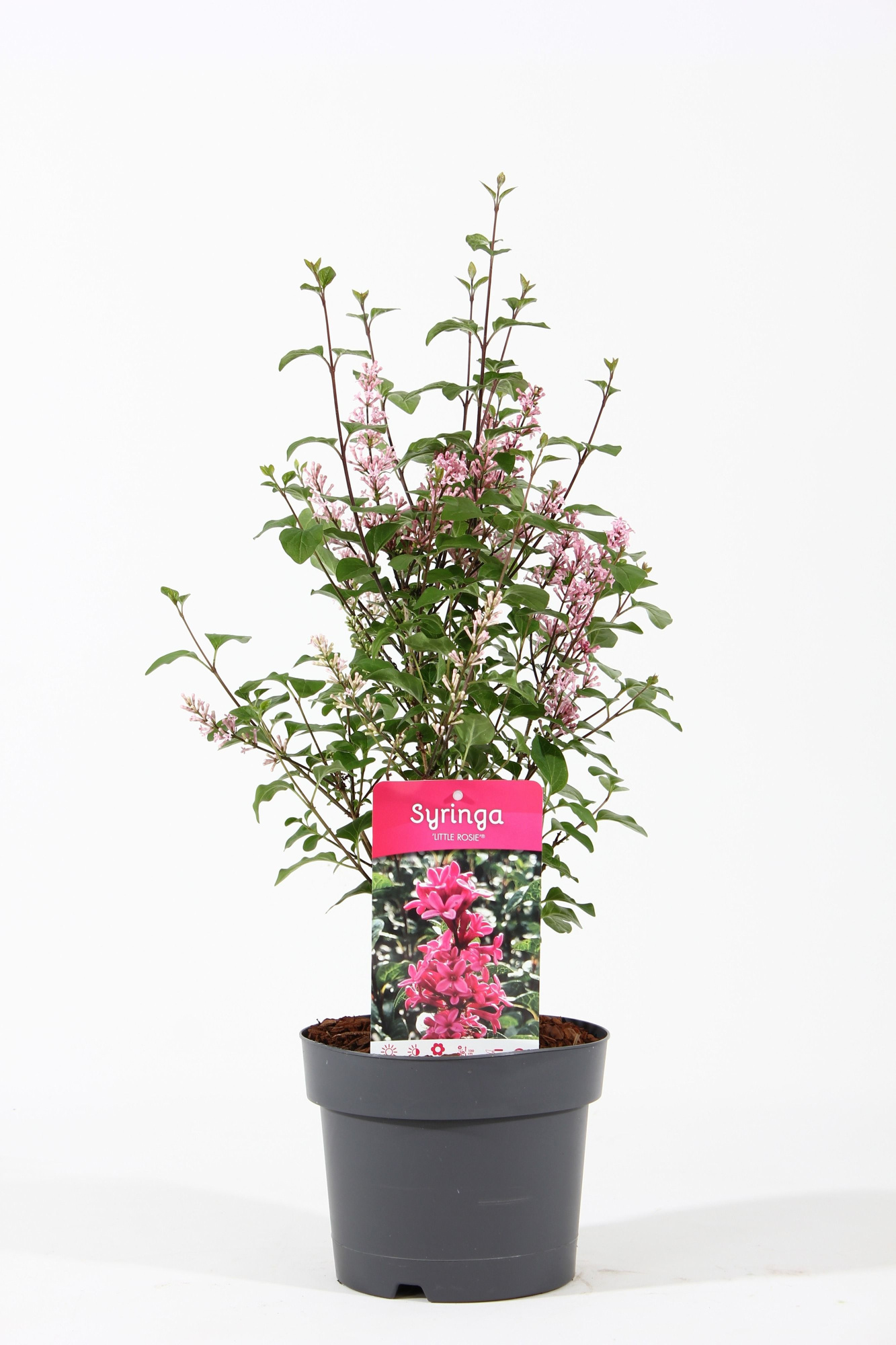 Syringa 'Little Rosie'® P19/C3, D 19