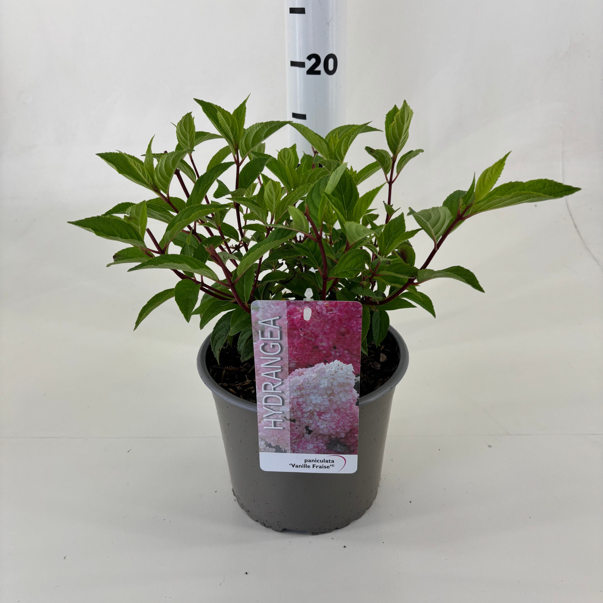 Hydrangea paniculata Vanille Fraise ® ('Renhy' PBR), D 19 cm