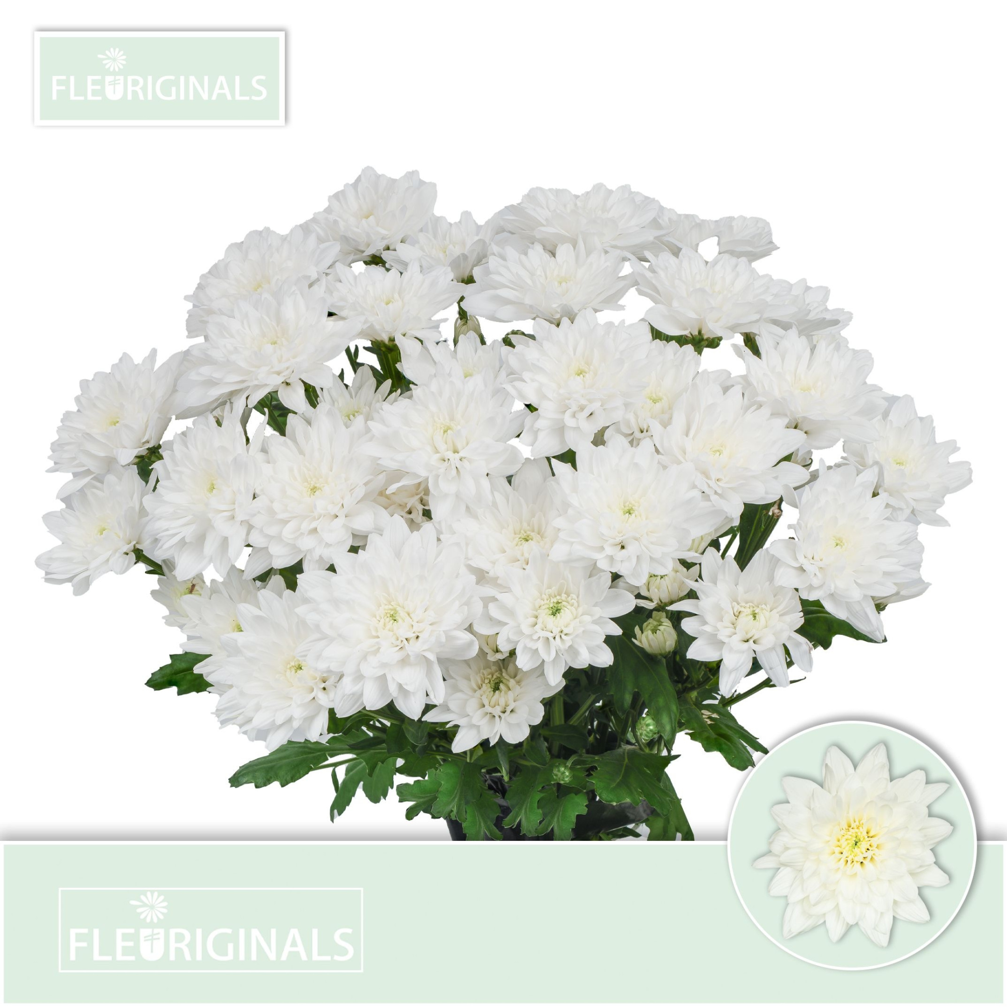 Хризантема куст. Балтика 70 (бел.), шт.