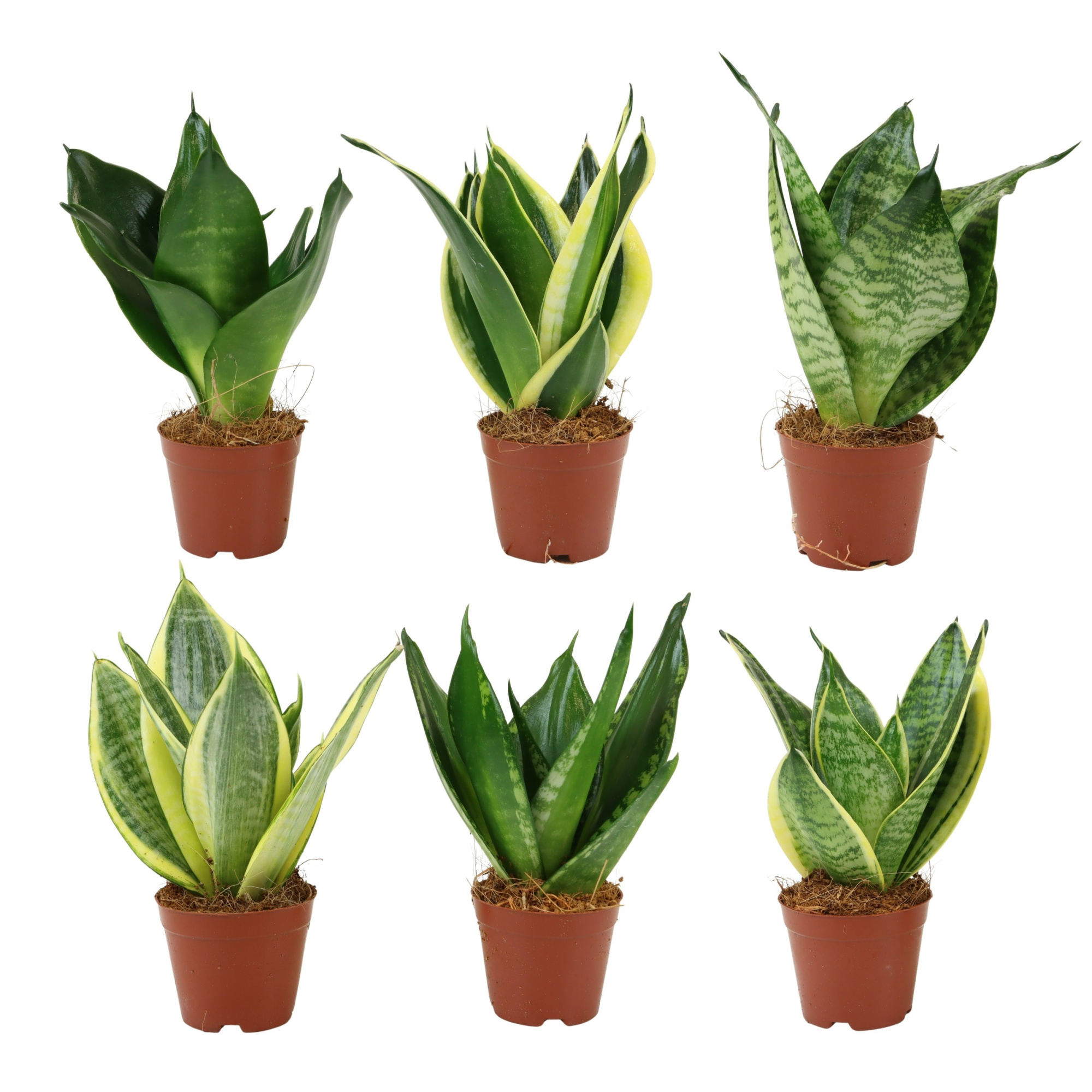 Sansevieria Hahni mix 6 cm, D 6