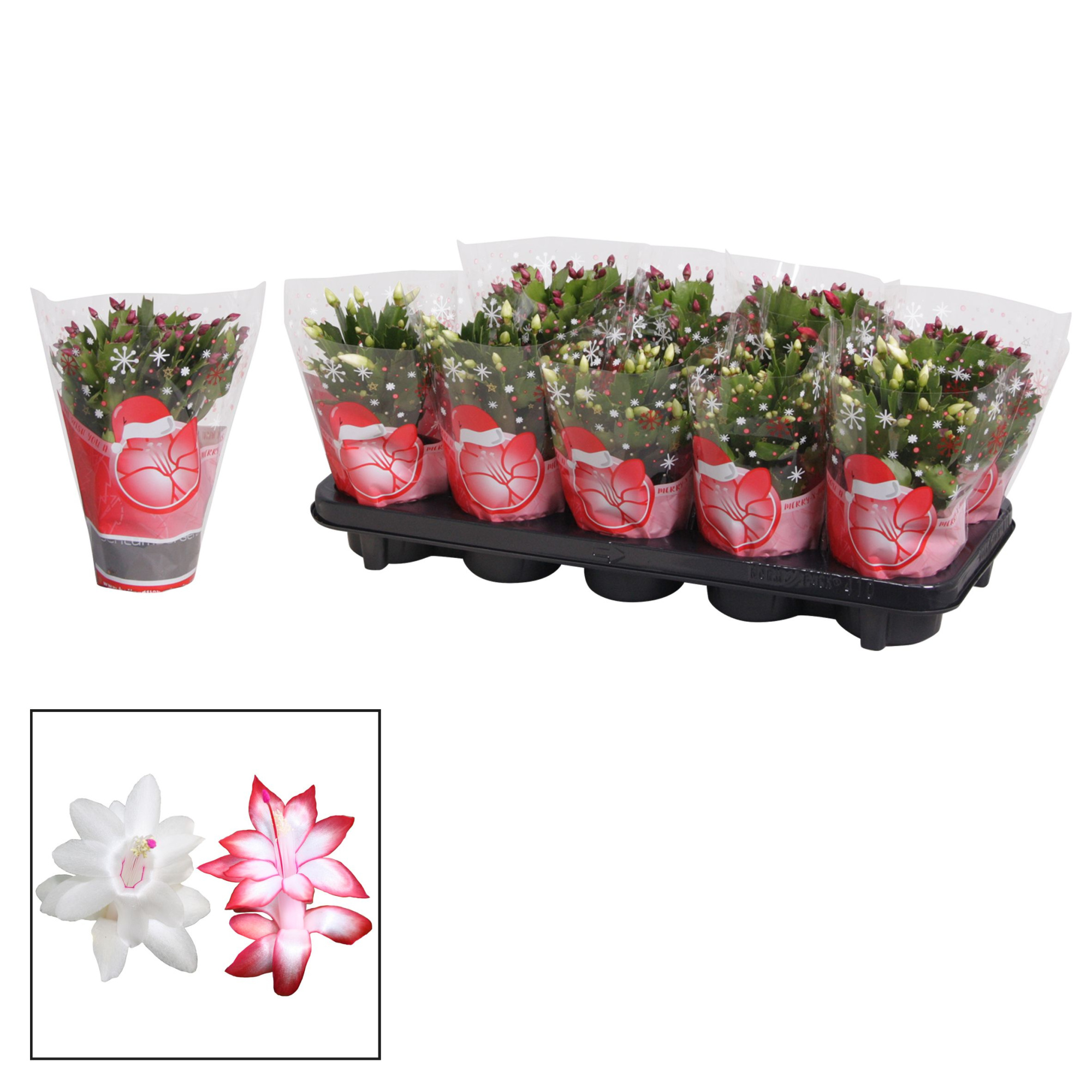 Schlumbergera - 10,5 cm - rood/wit - in Hofland KERSTHOES, D 10,5 cm