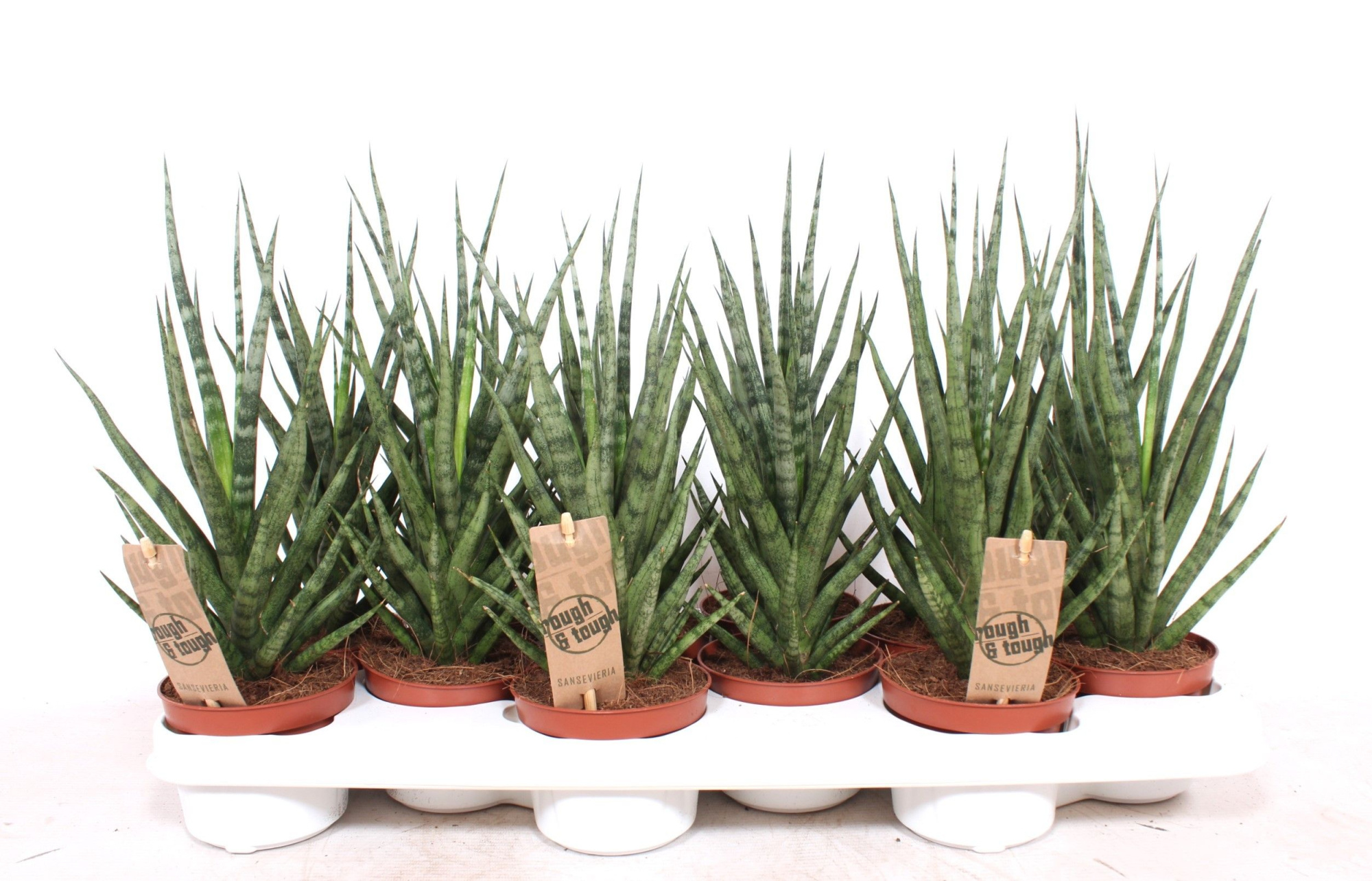 Sansevieria Torch, D 10,5