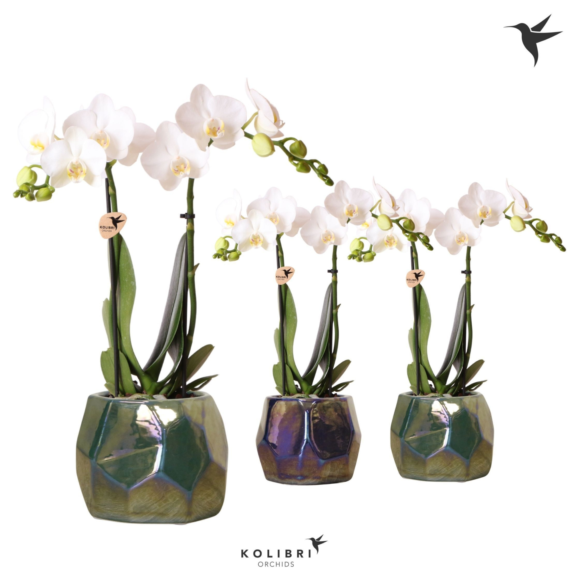 Kolibri Orchids Phalaenopsis white 2 spike mix in Pearl pot blue, D 9