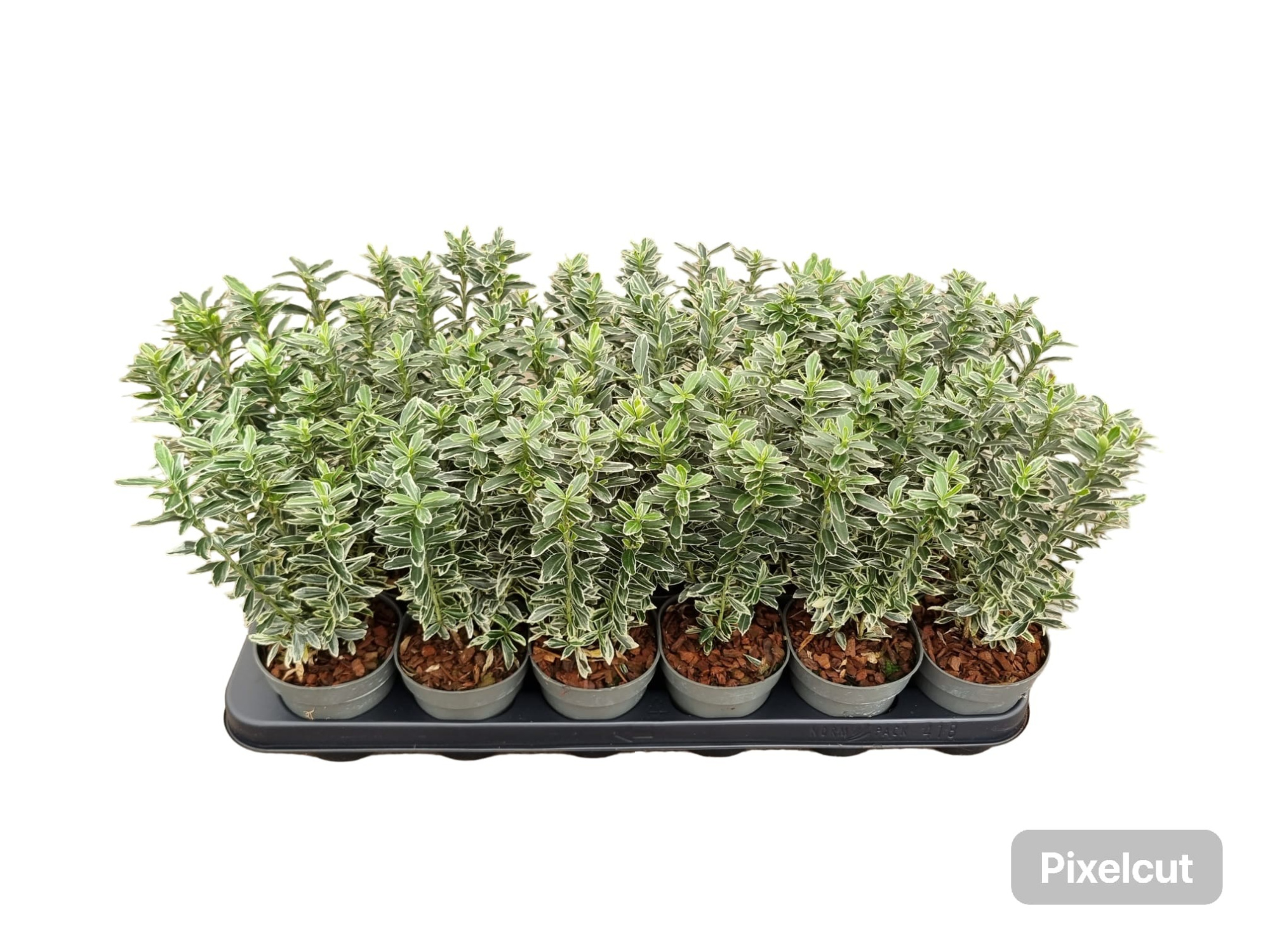 Euonymus jap. 'Microphyllus Albovariegatus', D 9 cm