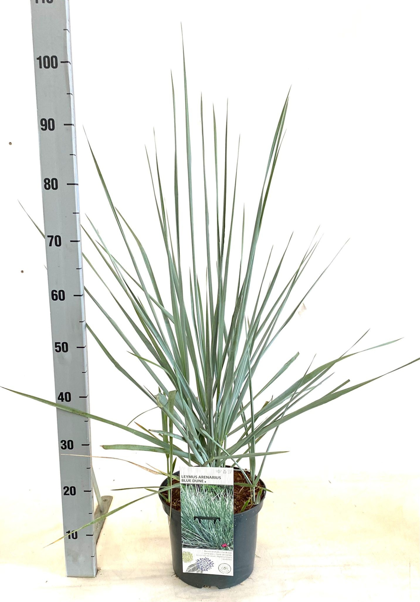 Leymus arenarius 'Blue Dune', D 23 cm