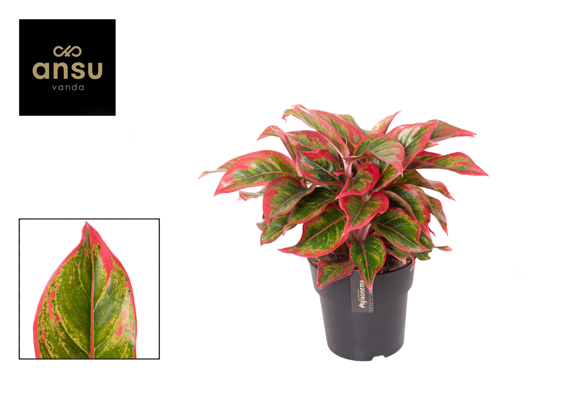 Aglaonema Cadmium Red, D 19