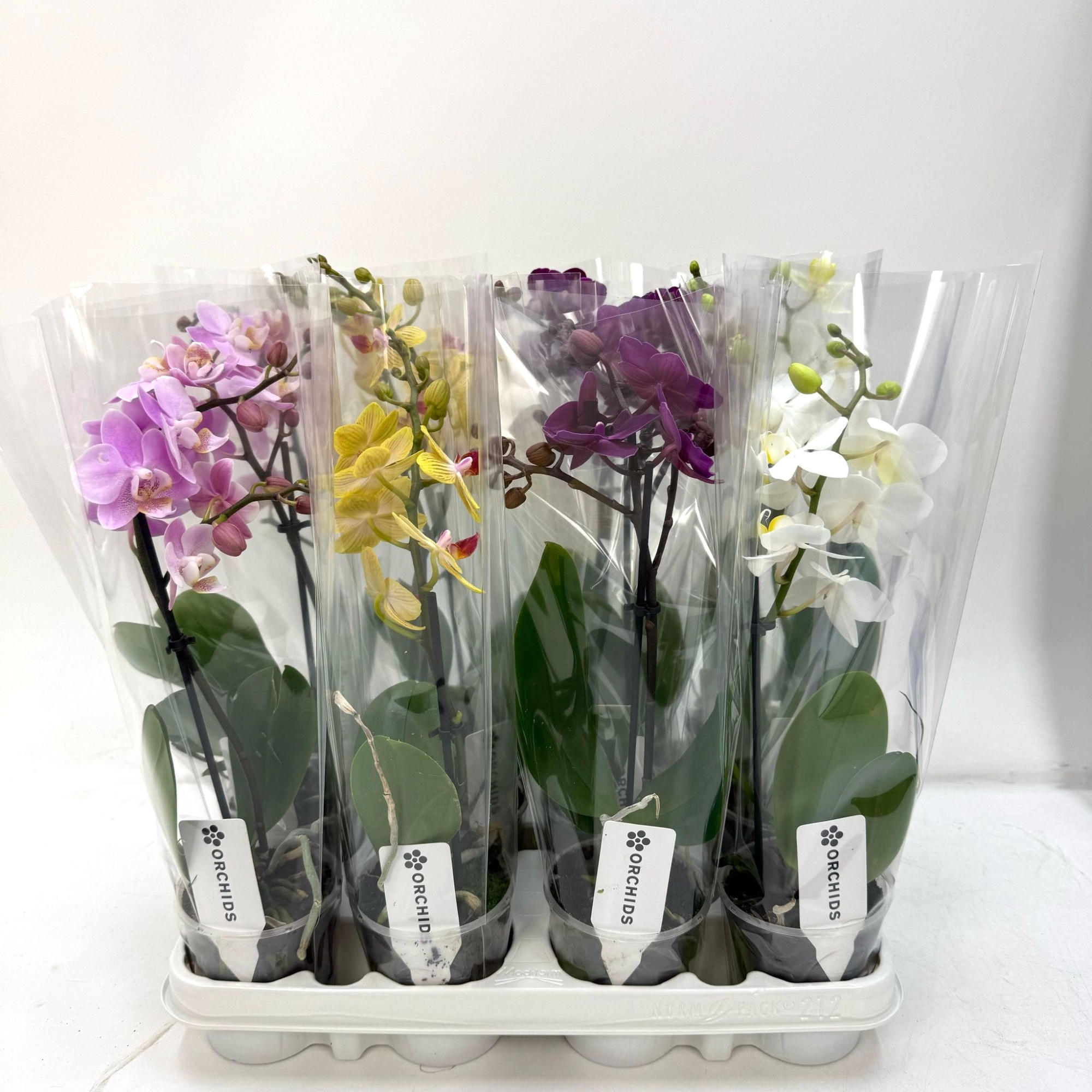 No9 Phalaenopsis 1 tak Mix A2, D 9 cm